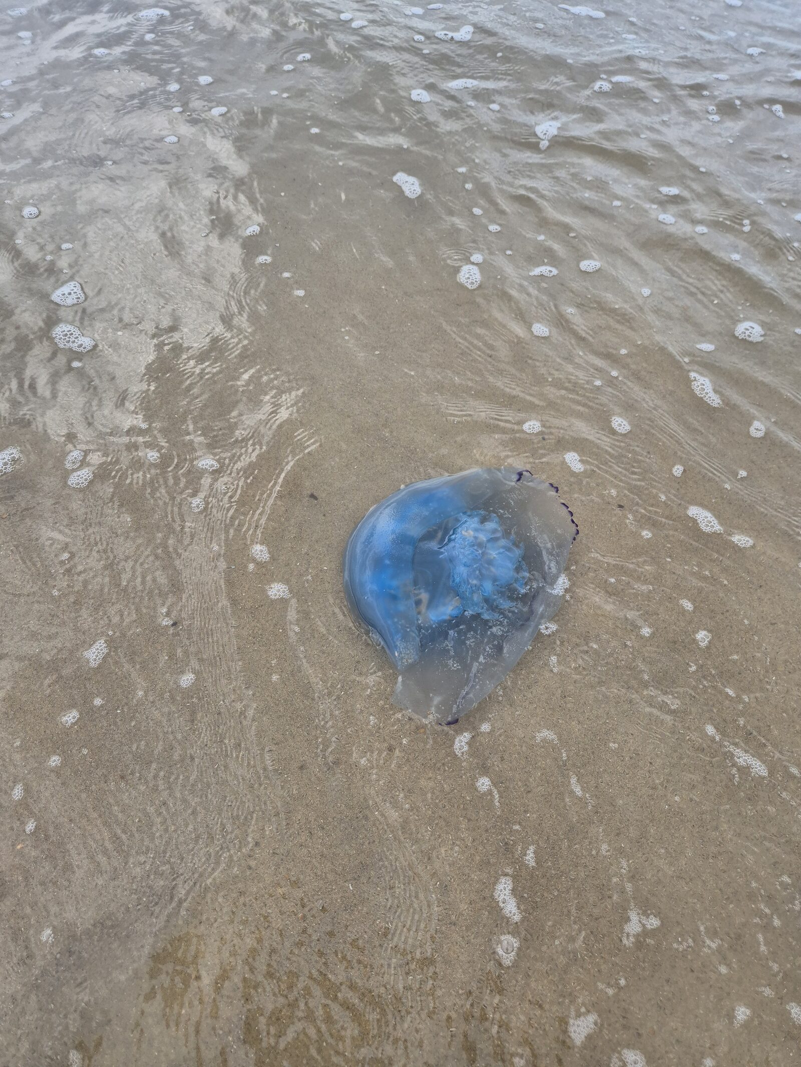 Rhizostoma octopus