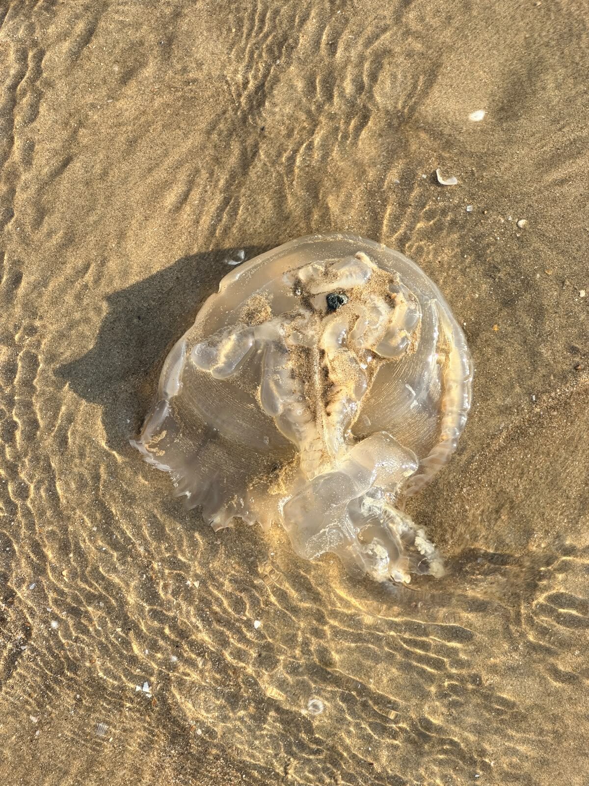 Rhizostoma octopus