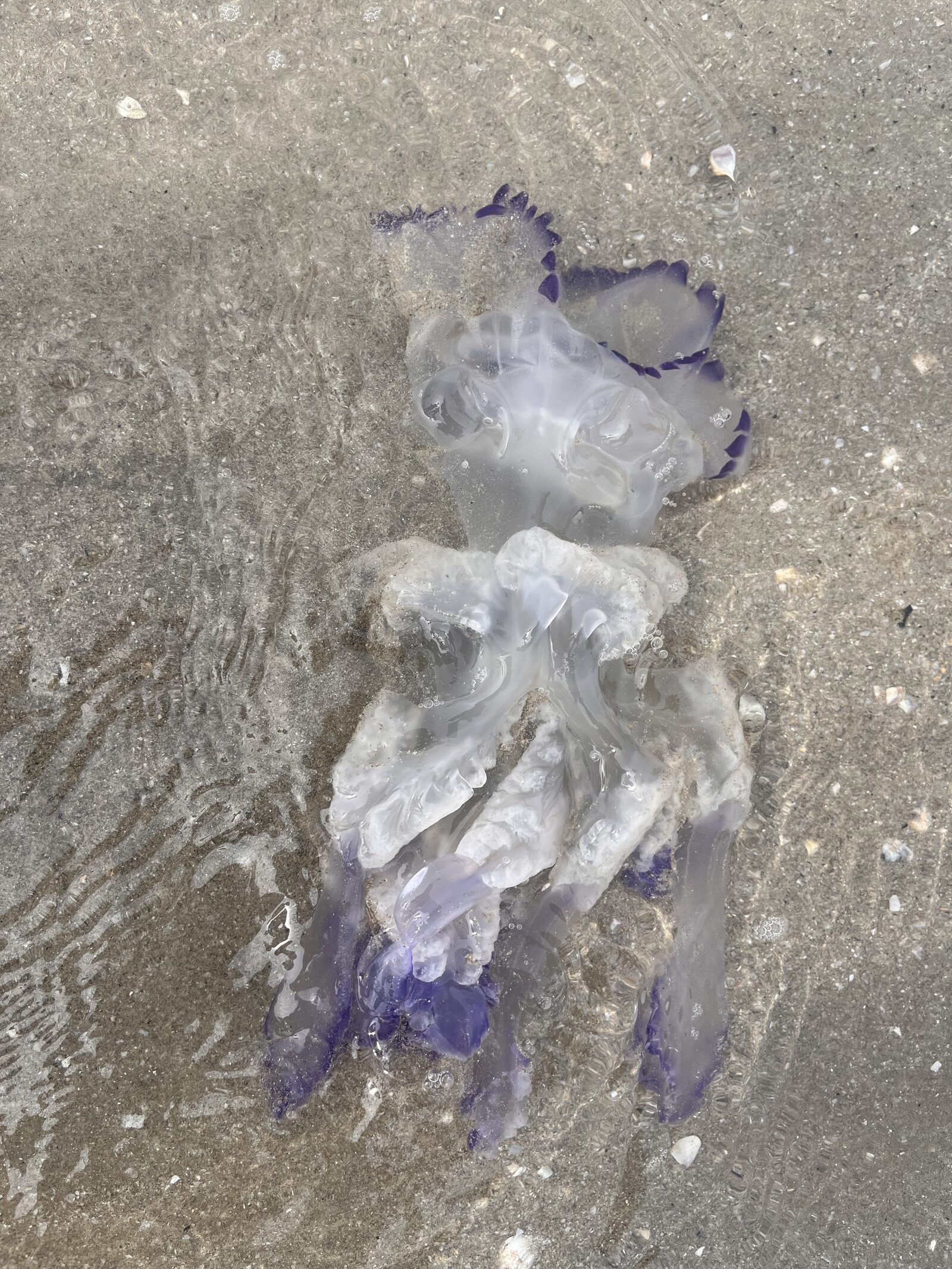 Rhizostoma octopus