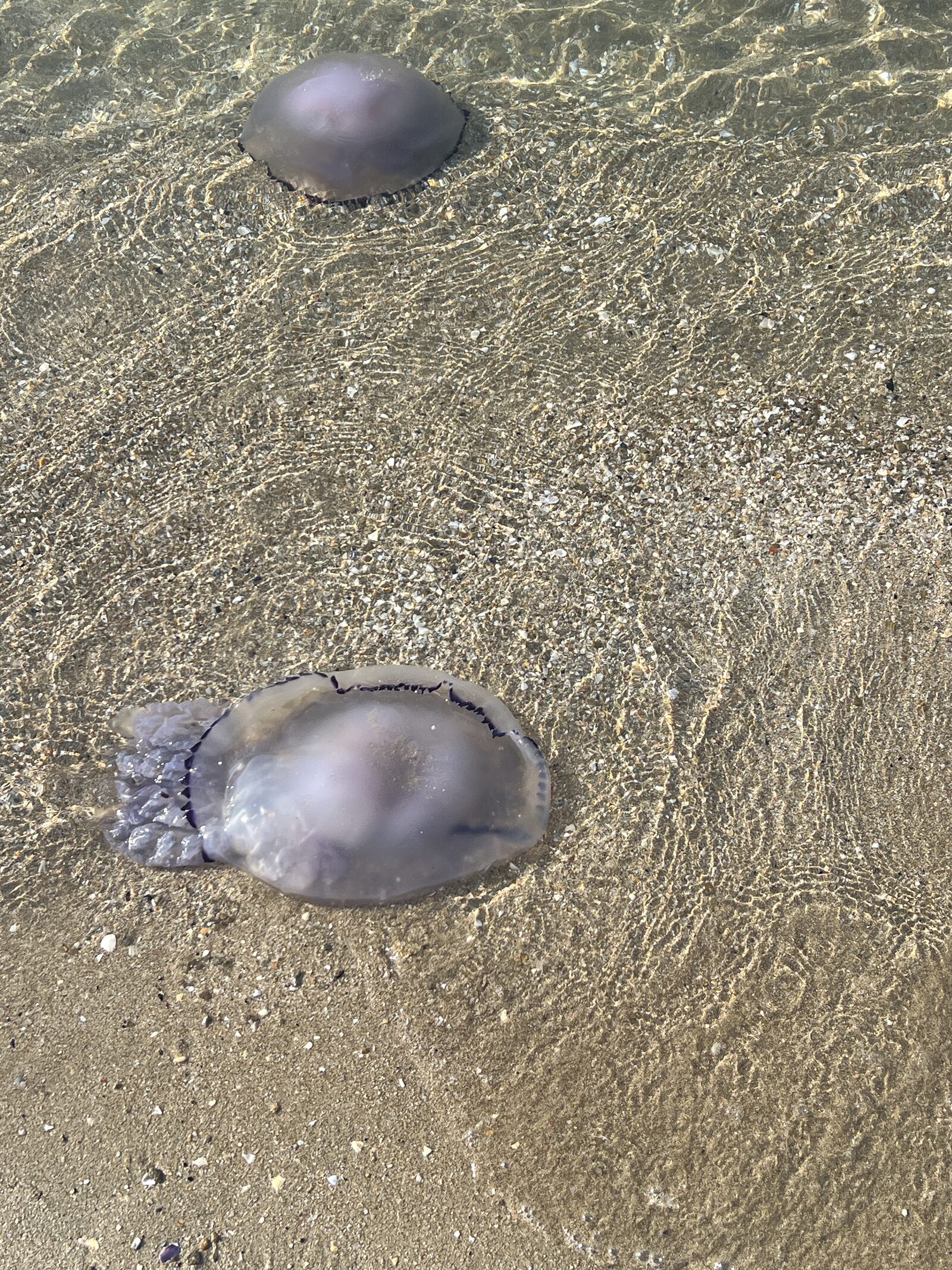 Rhizostoma octopus