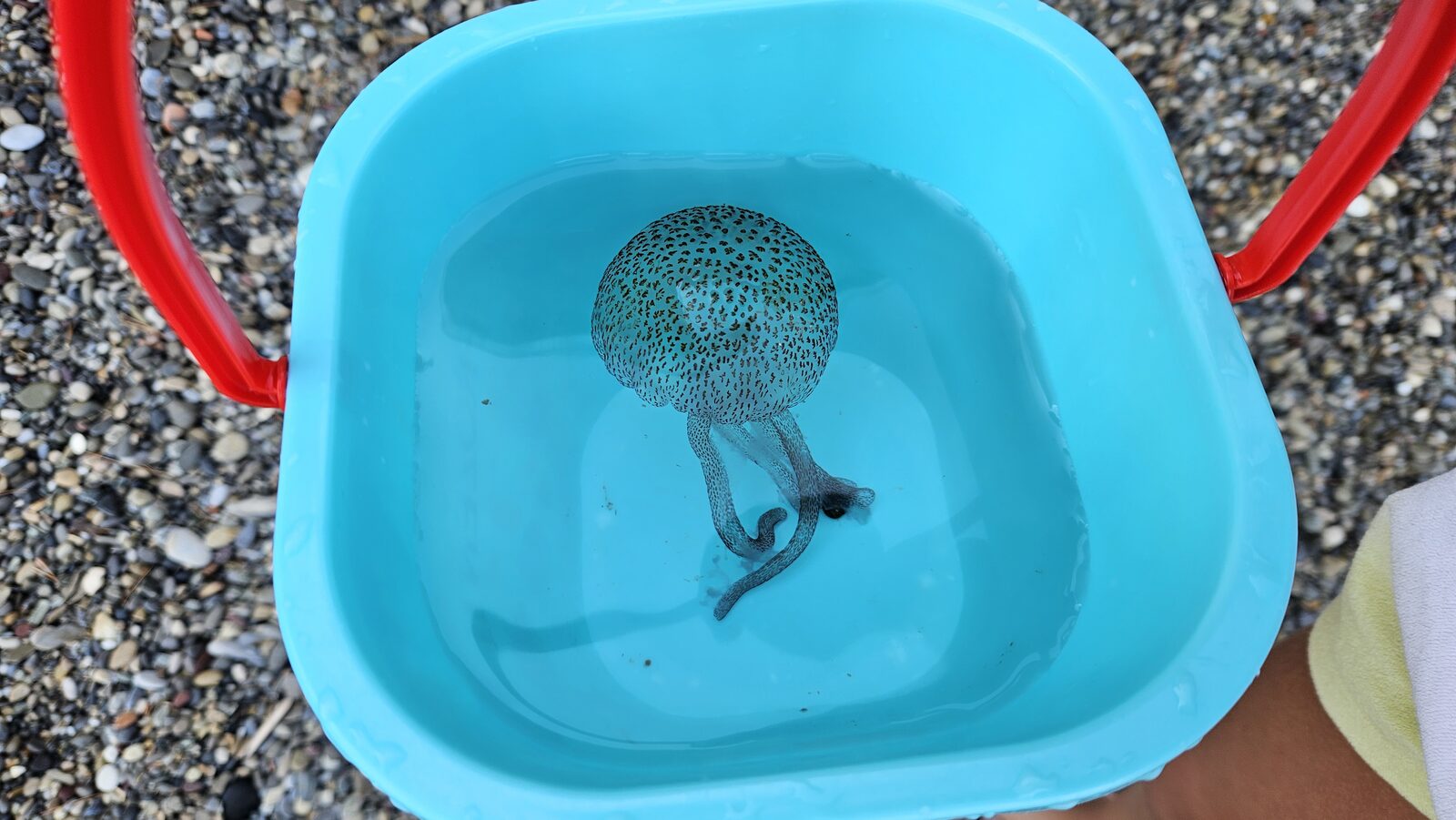 Pelagia Noctiluca