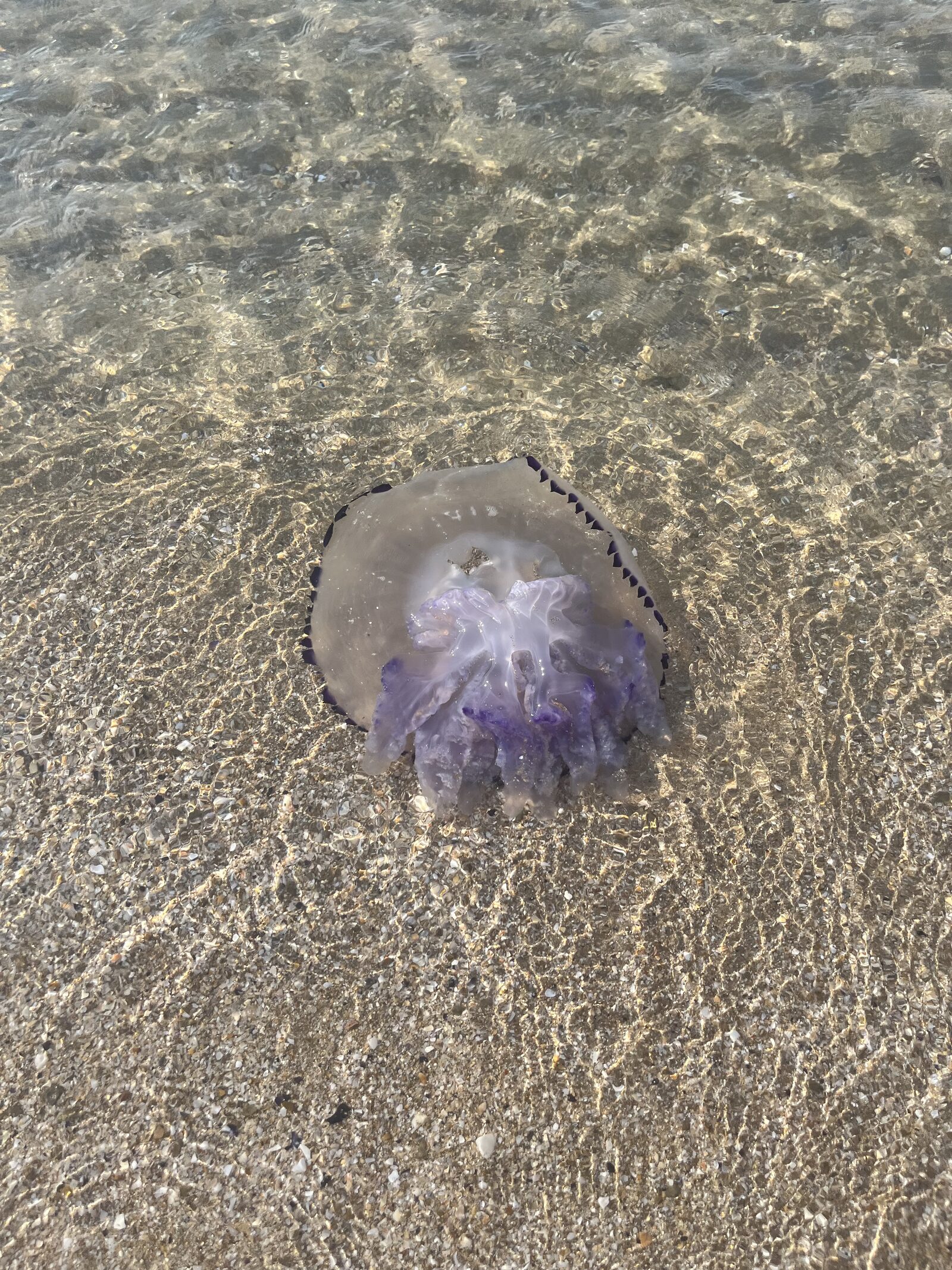Rhizostoma octopus