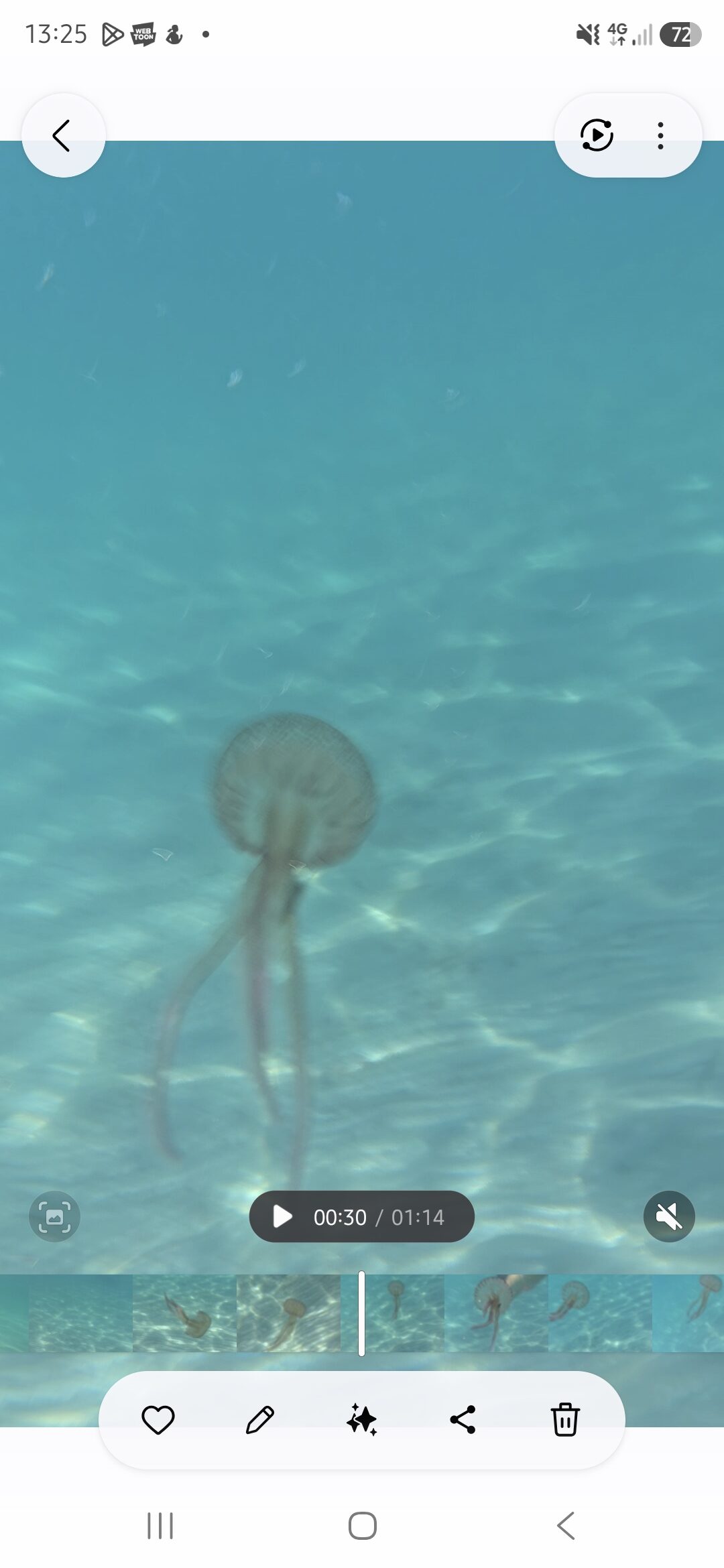 Pelagia Noctiluca