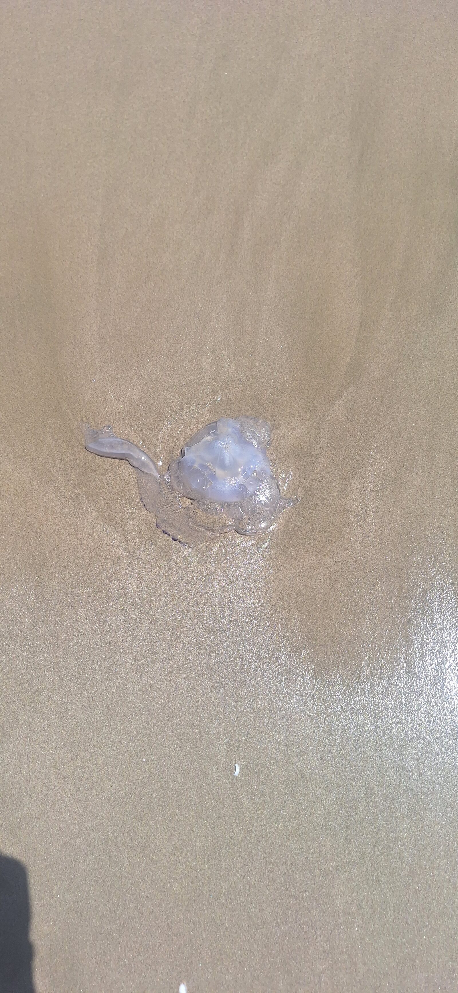 Rhizostoma octopus
