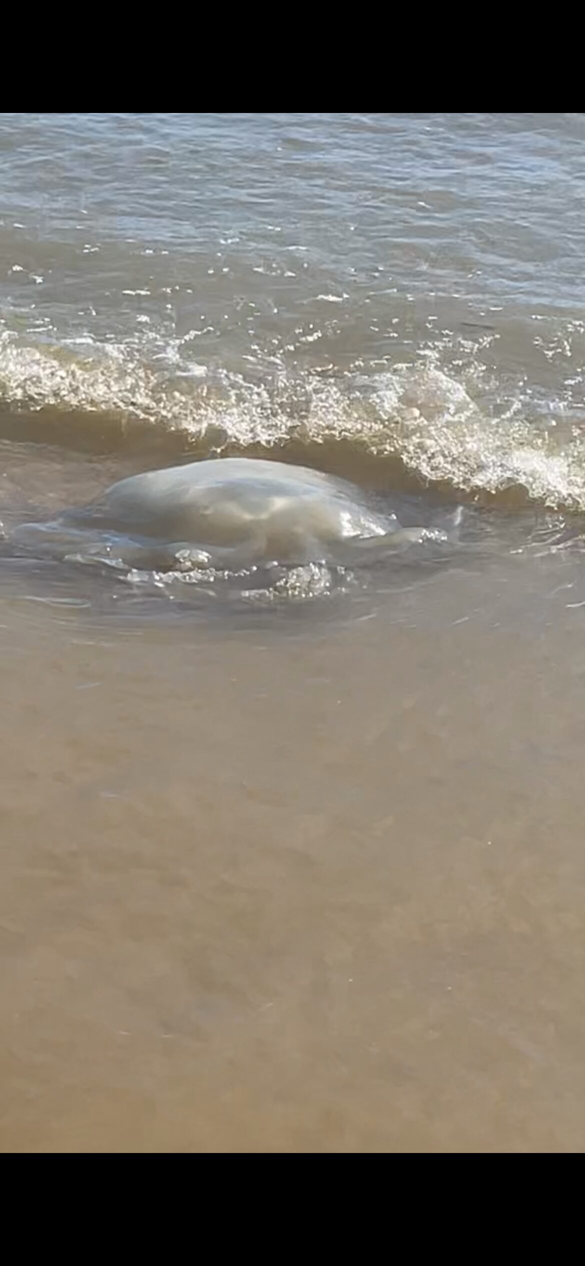 Rhizostoma octopus