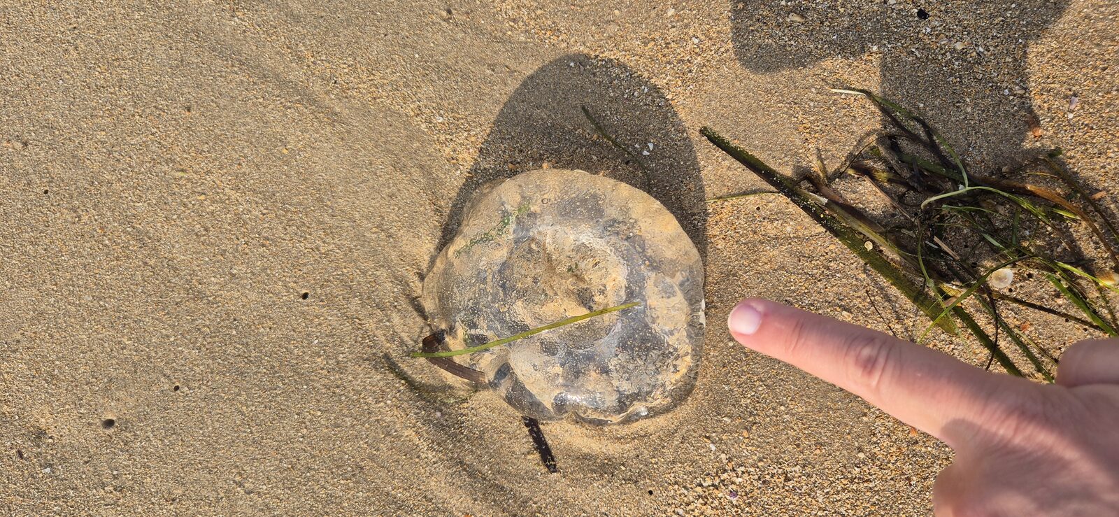 Aurelia Aurita