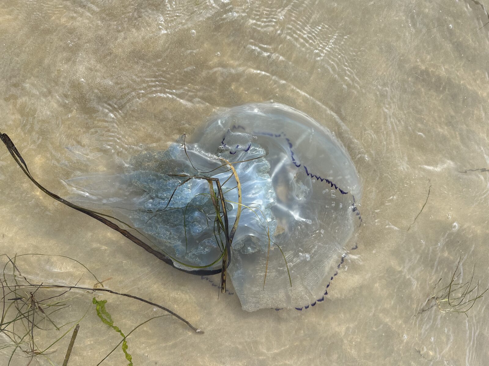 Rhizostoma octopus