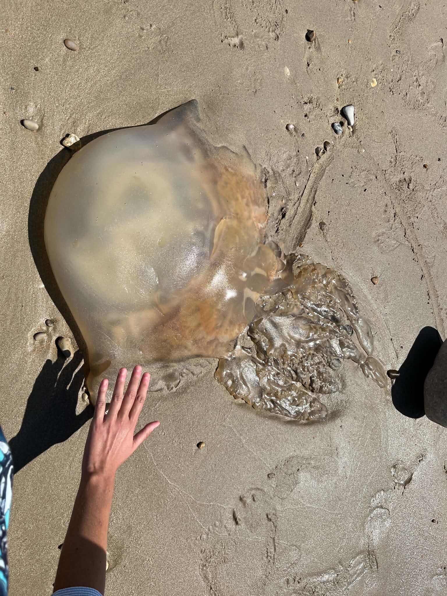 Rhizostoma octopus