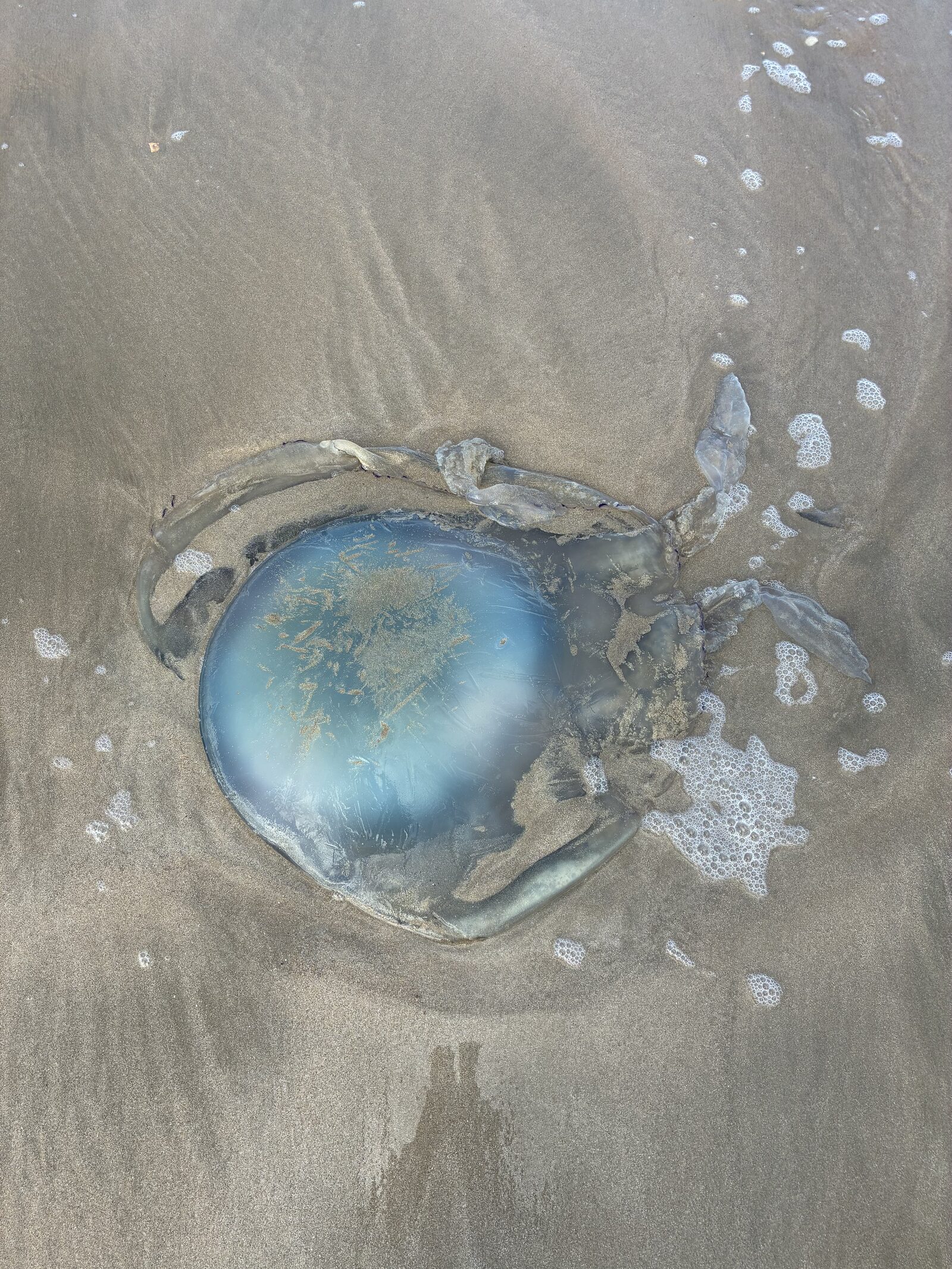 Rhizostoma octopus