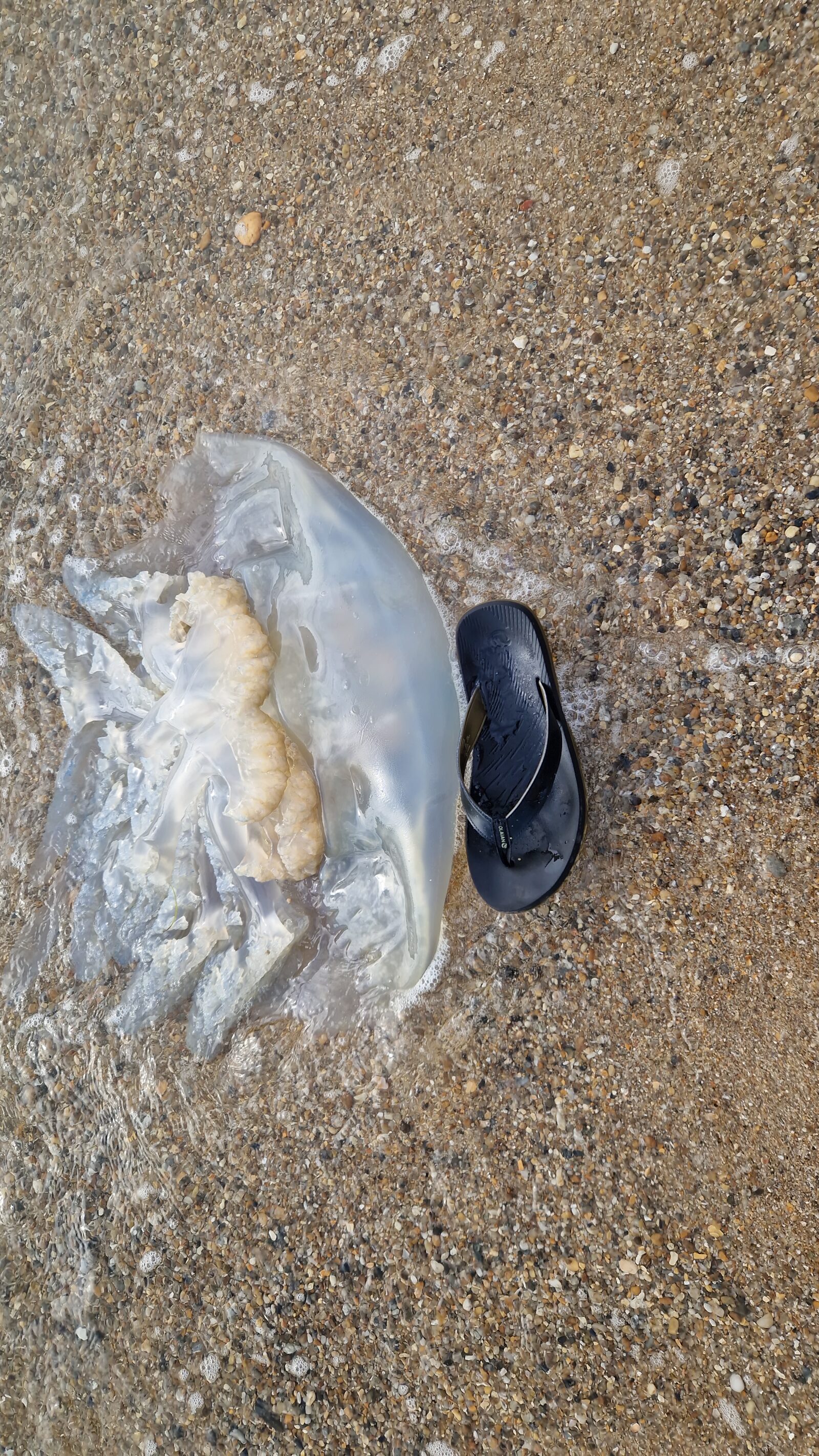 Rhizostoma octopus
