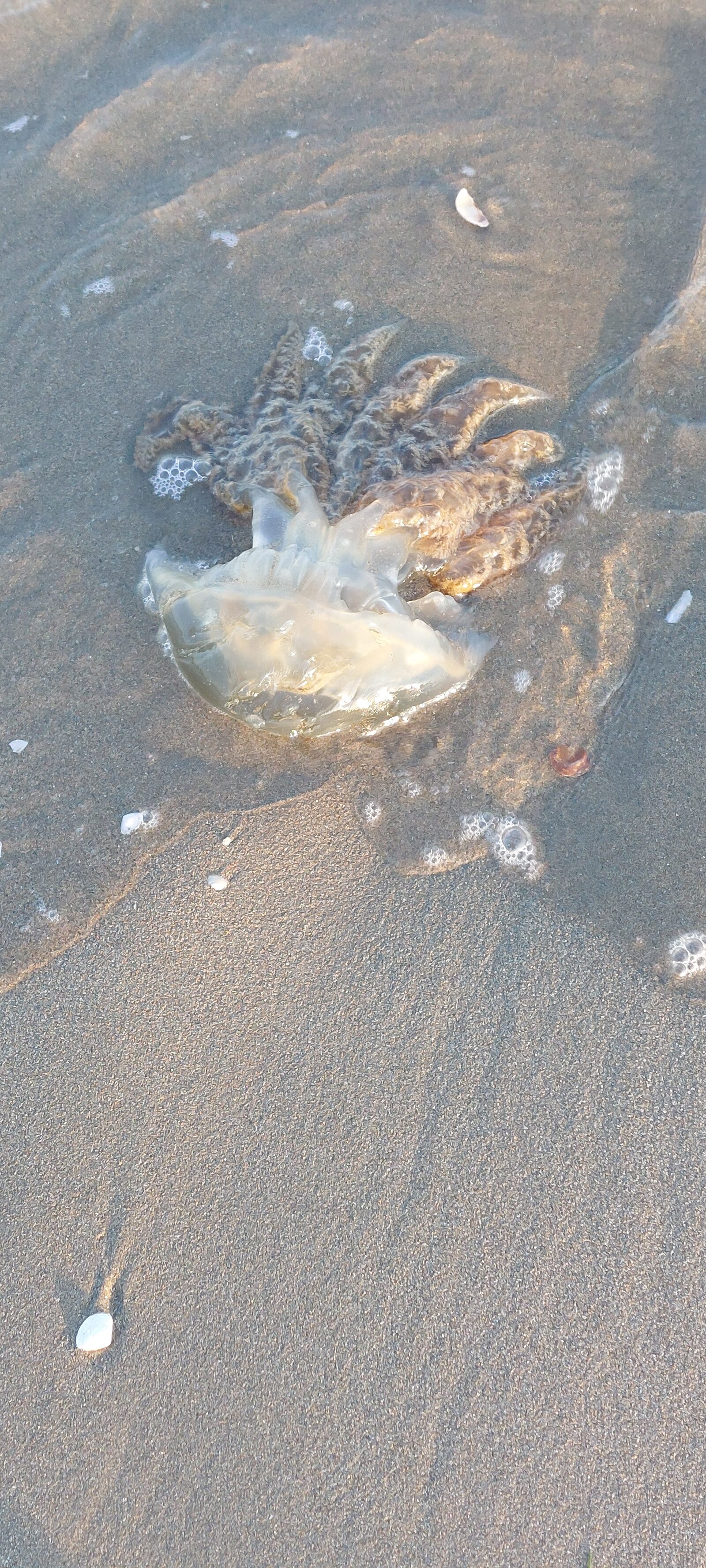 Rhizostoma octopus