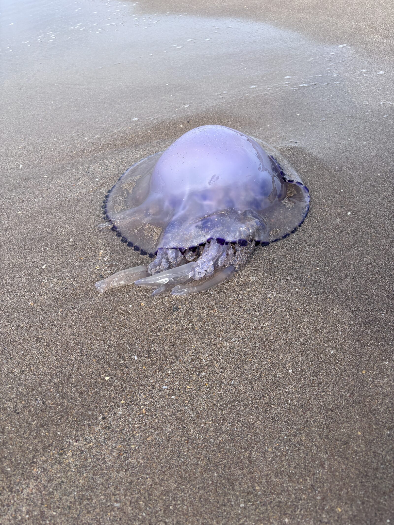 Rhizostoma octopus