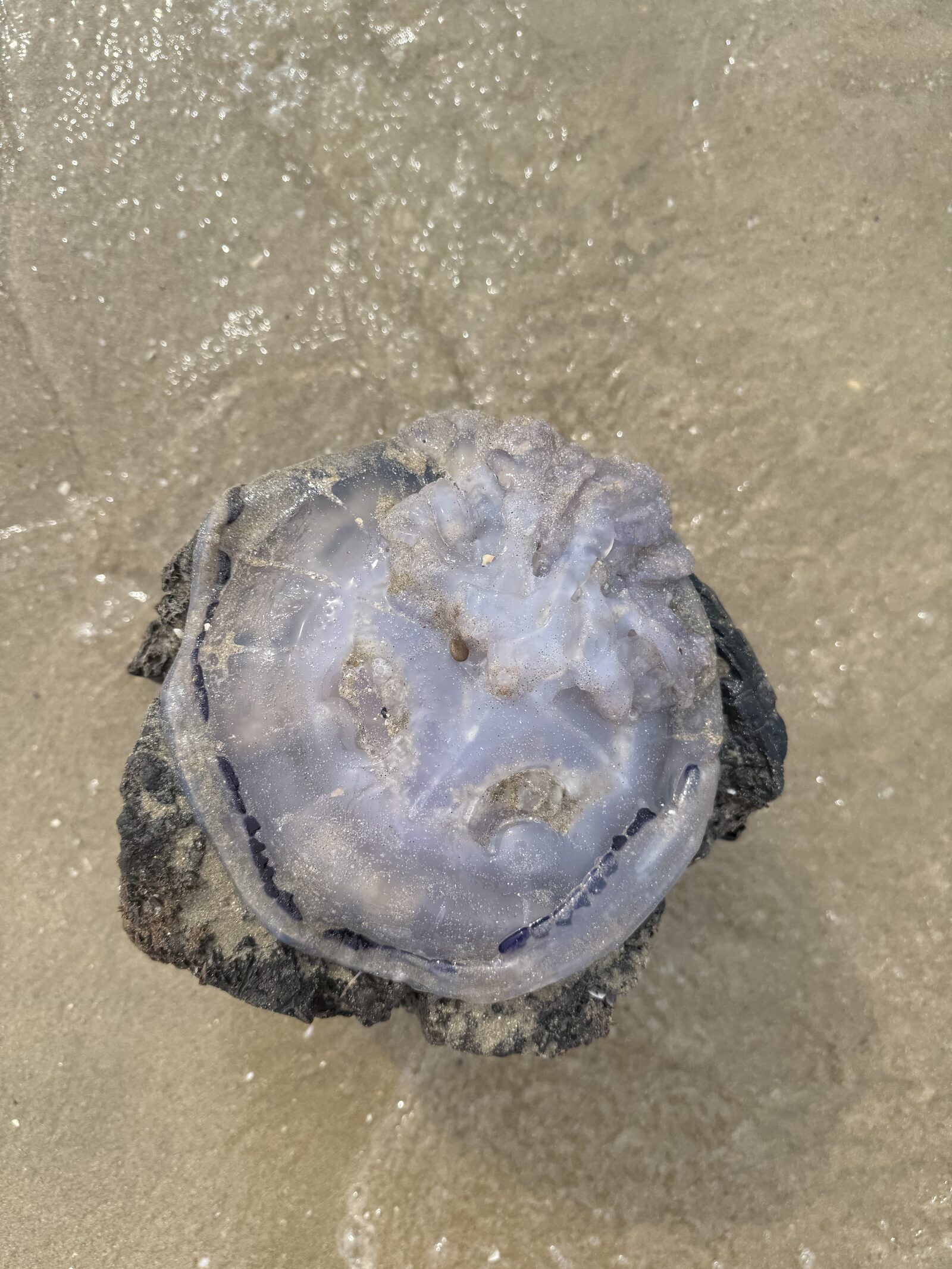 Rhizostoma octopus