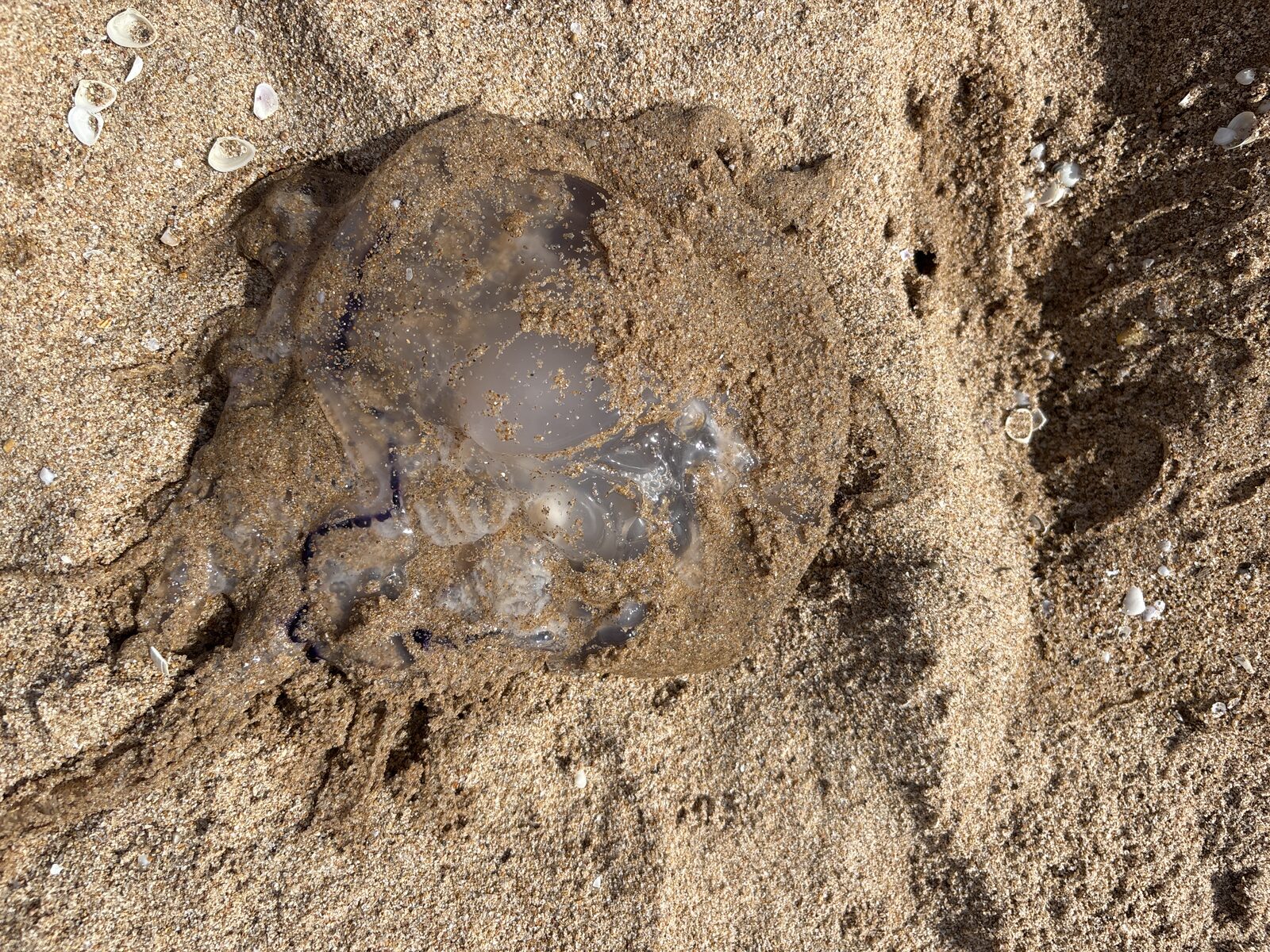 Rhizostoma octopus