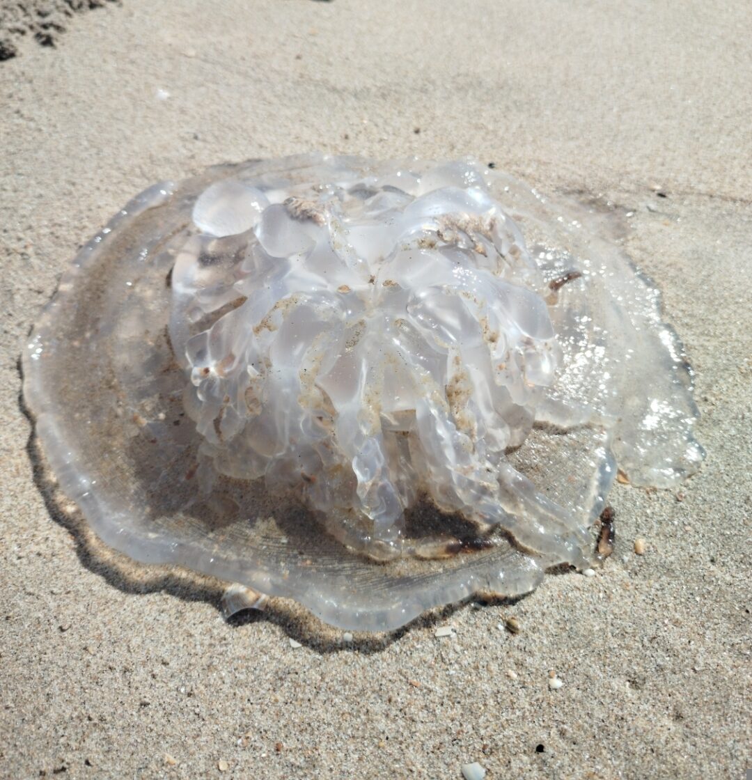 Rhizostoma octopus