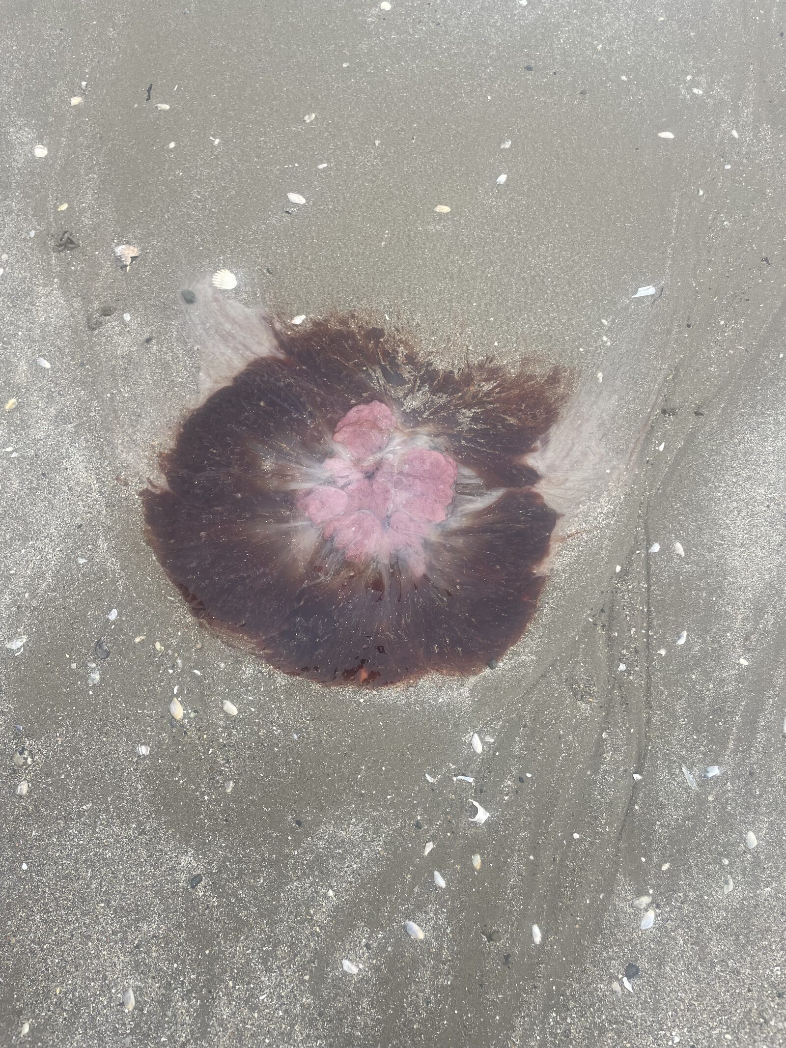 Cyanea capillata