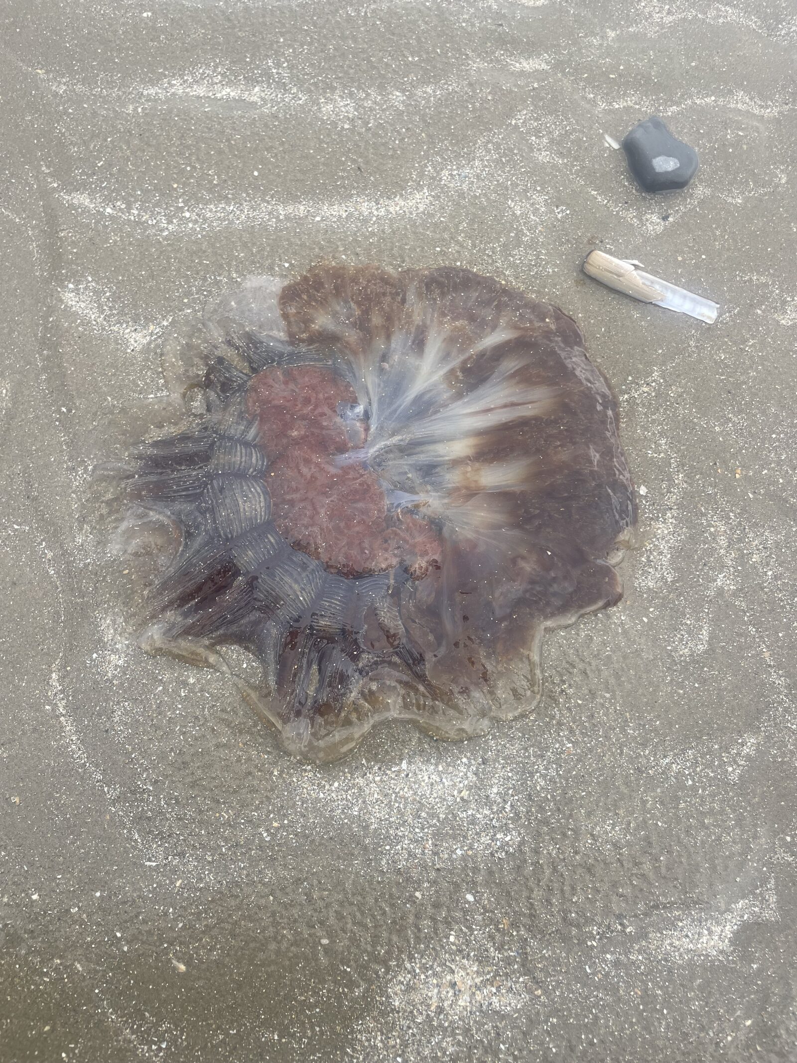 Cyanea capillata