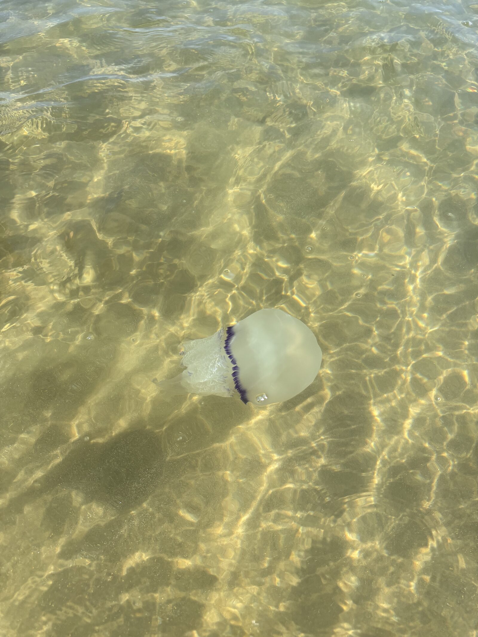 Rhizostoma octopus