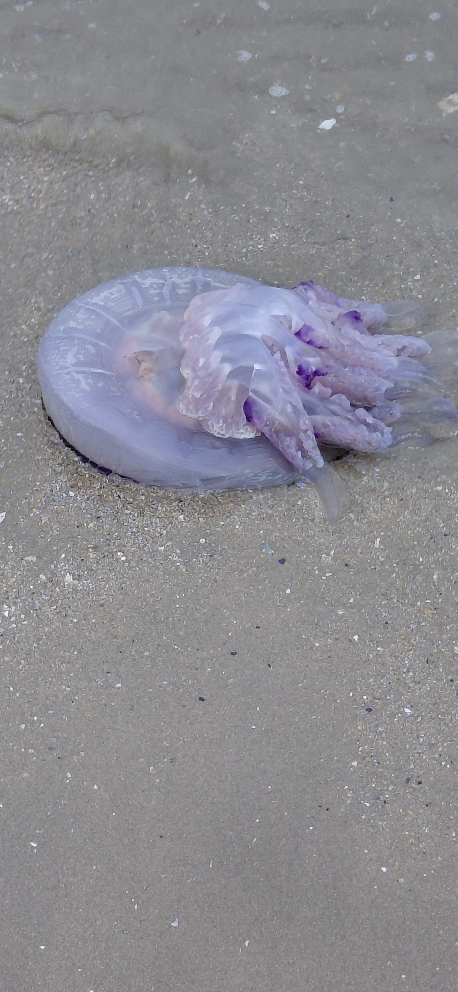 Rhizostoma octopus