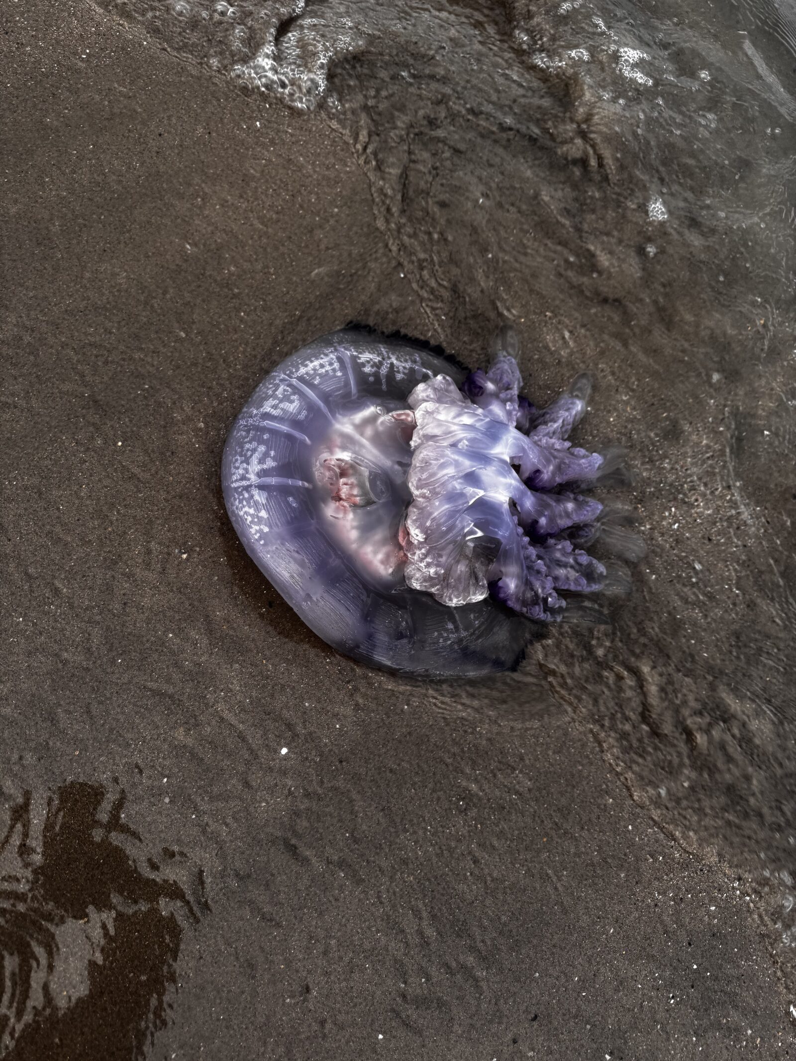 Rhizostoma octopus