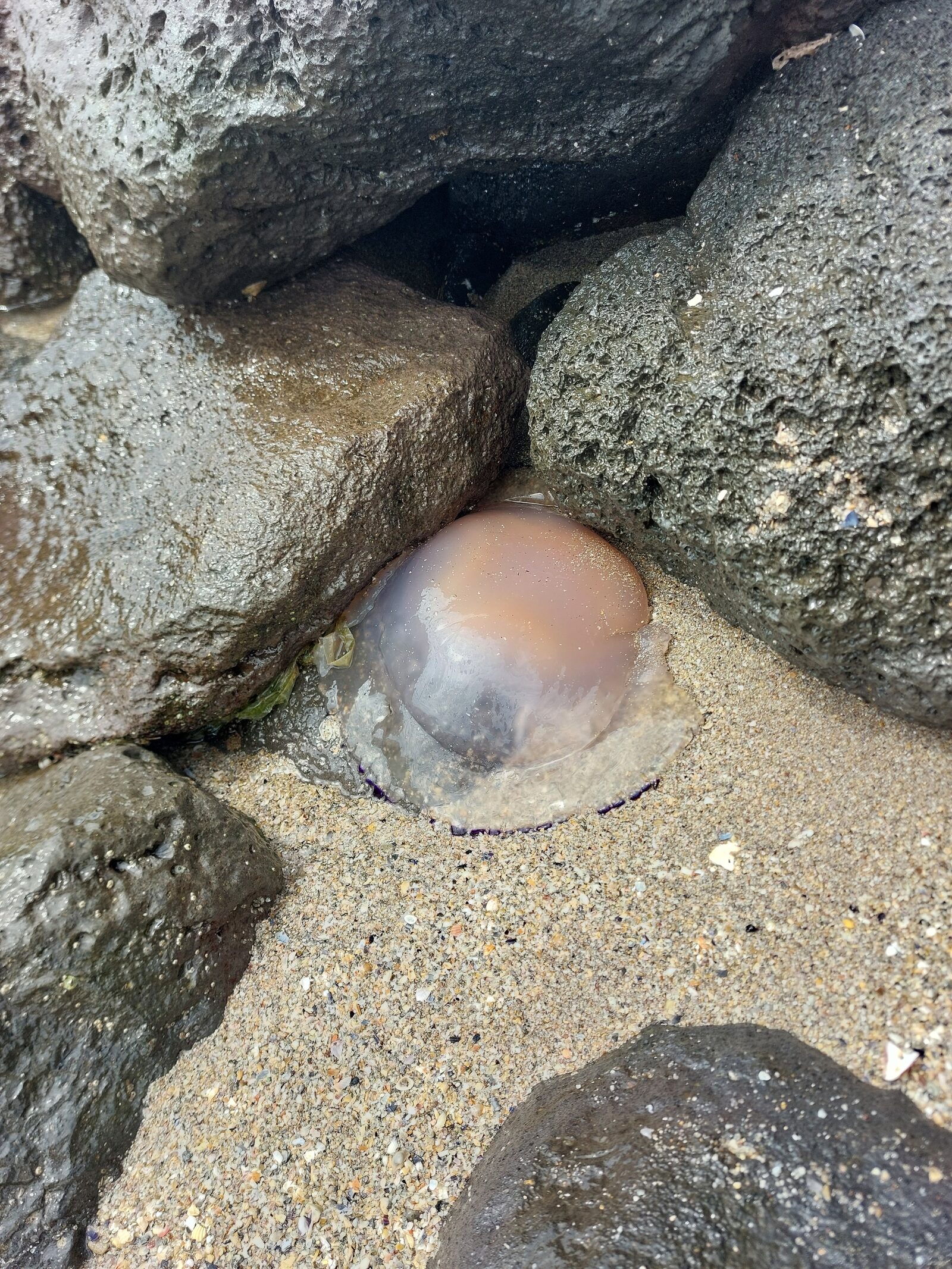 Rhizostoma octopus