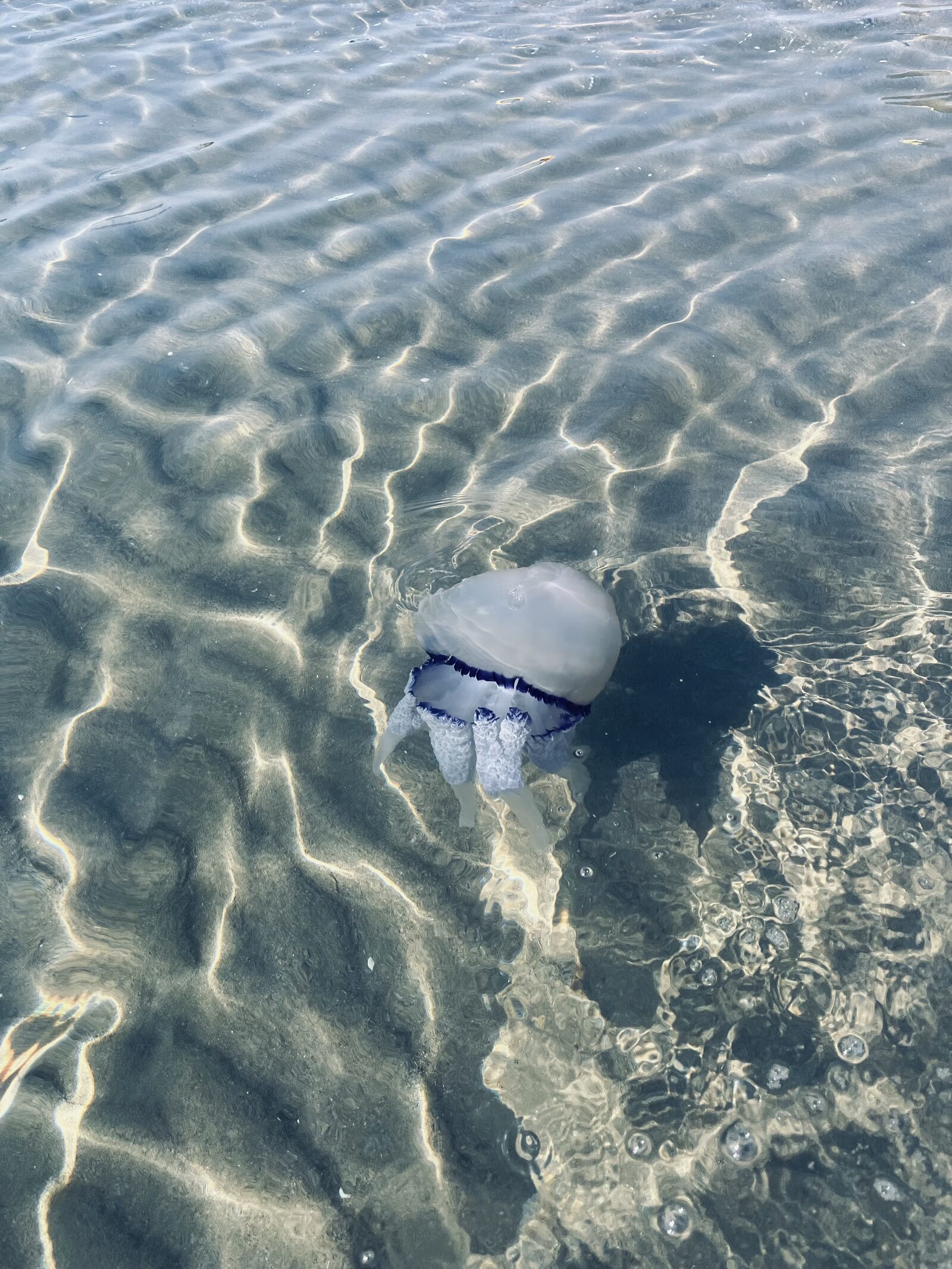 Rhizostoma octopus
