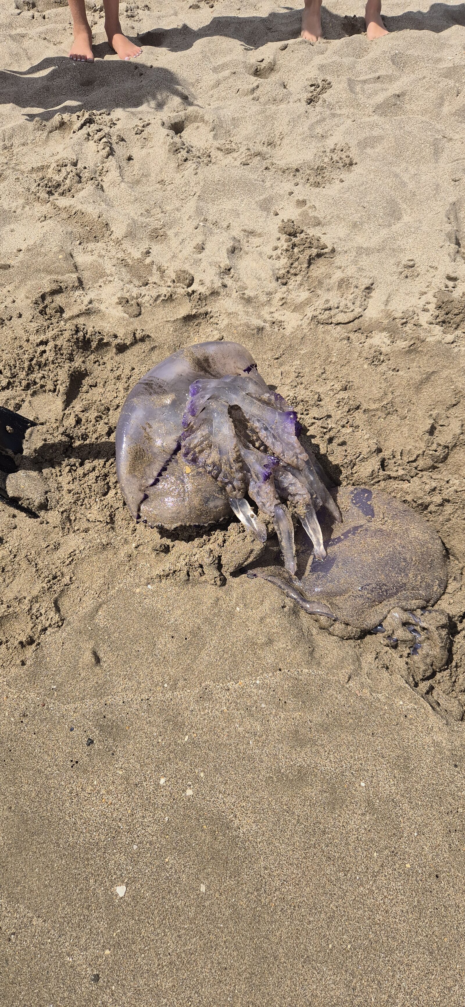 Rhizostoma octopus