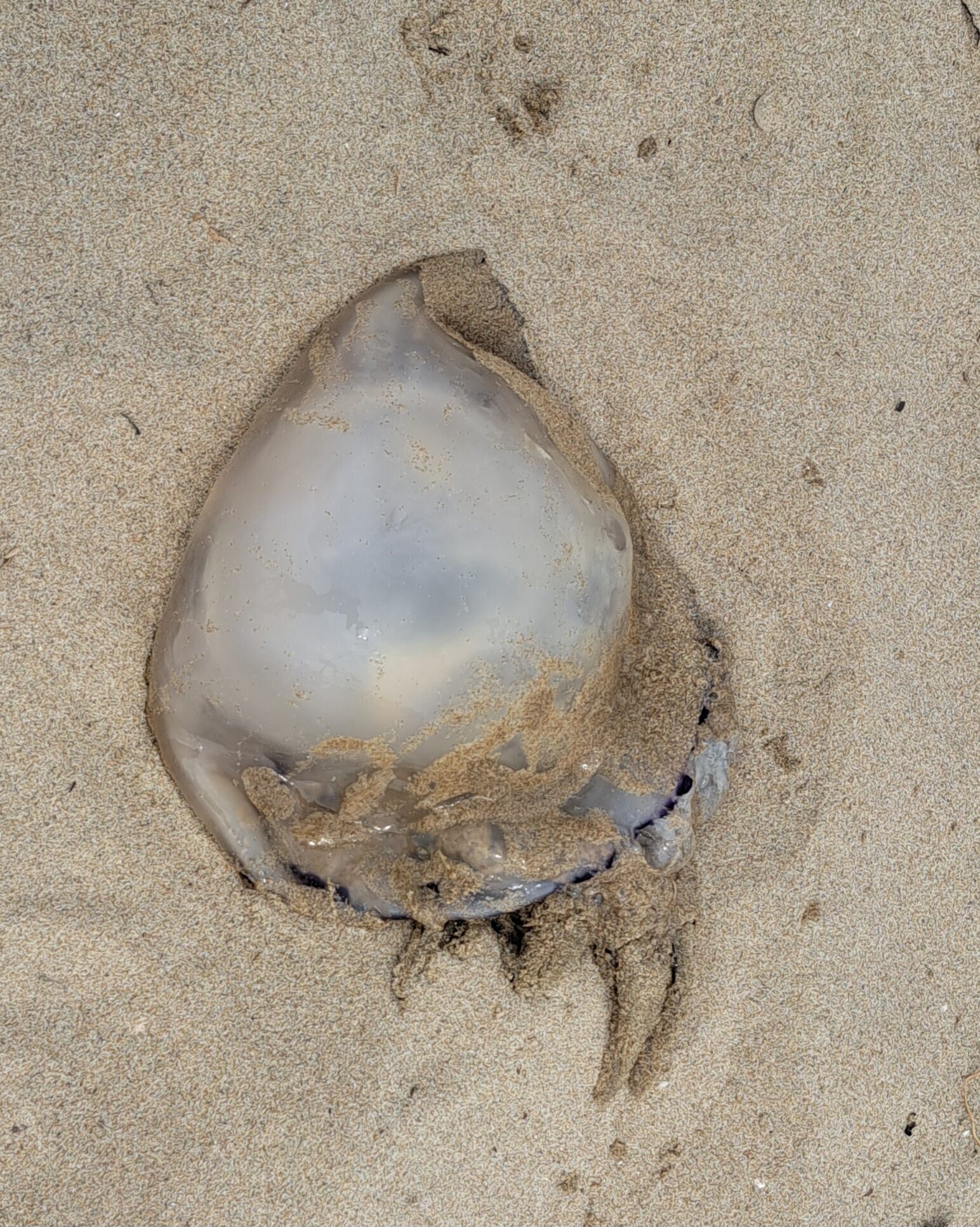 Rhizostoma octopus
