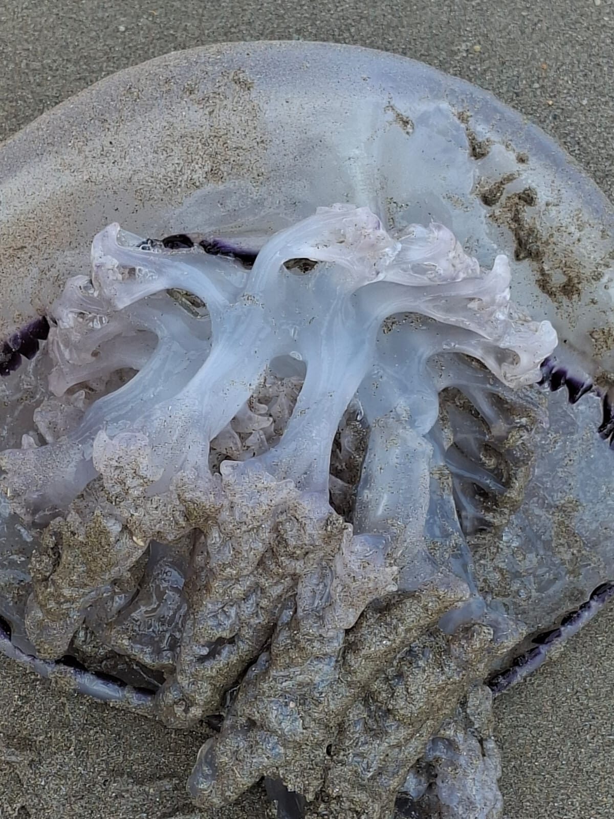 Rhizostoma octopus