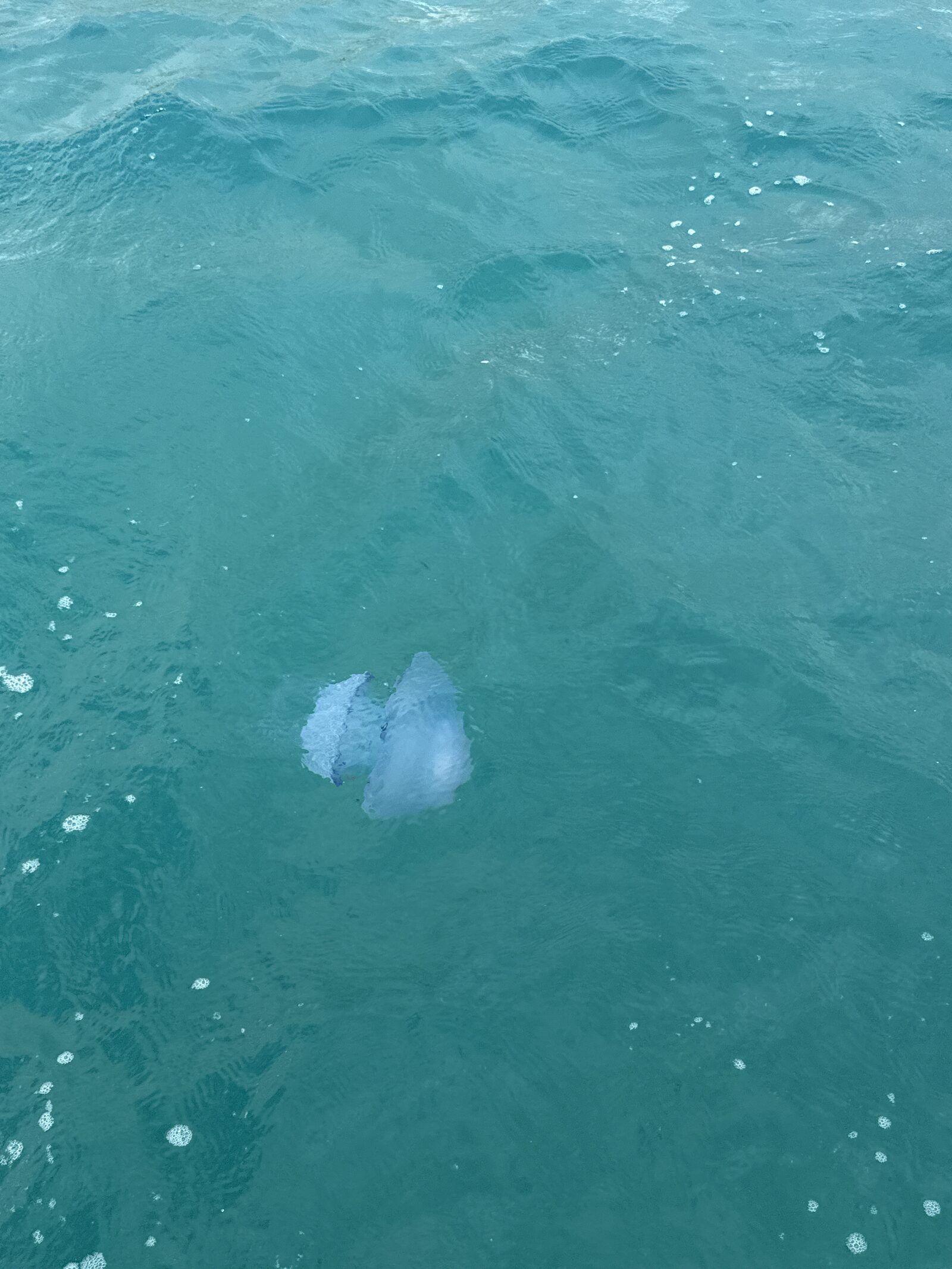 Rhizostoma octopus