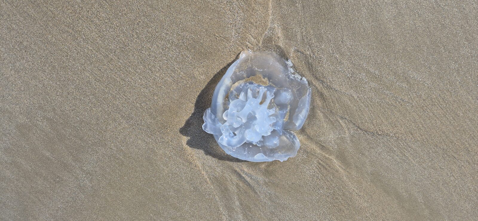 Rhizostoma octopus