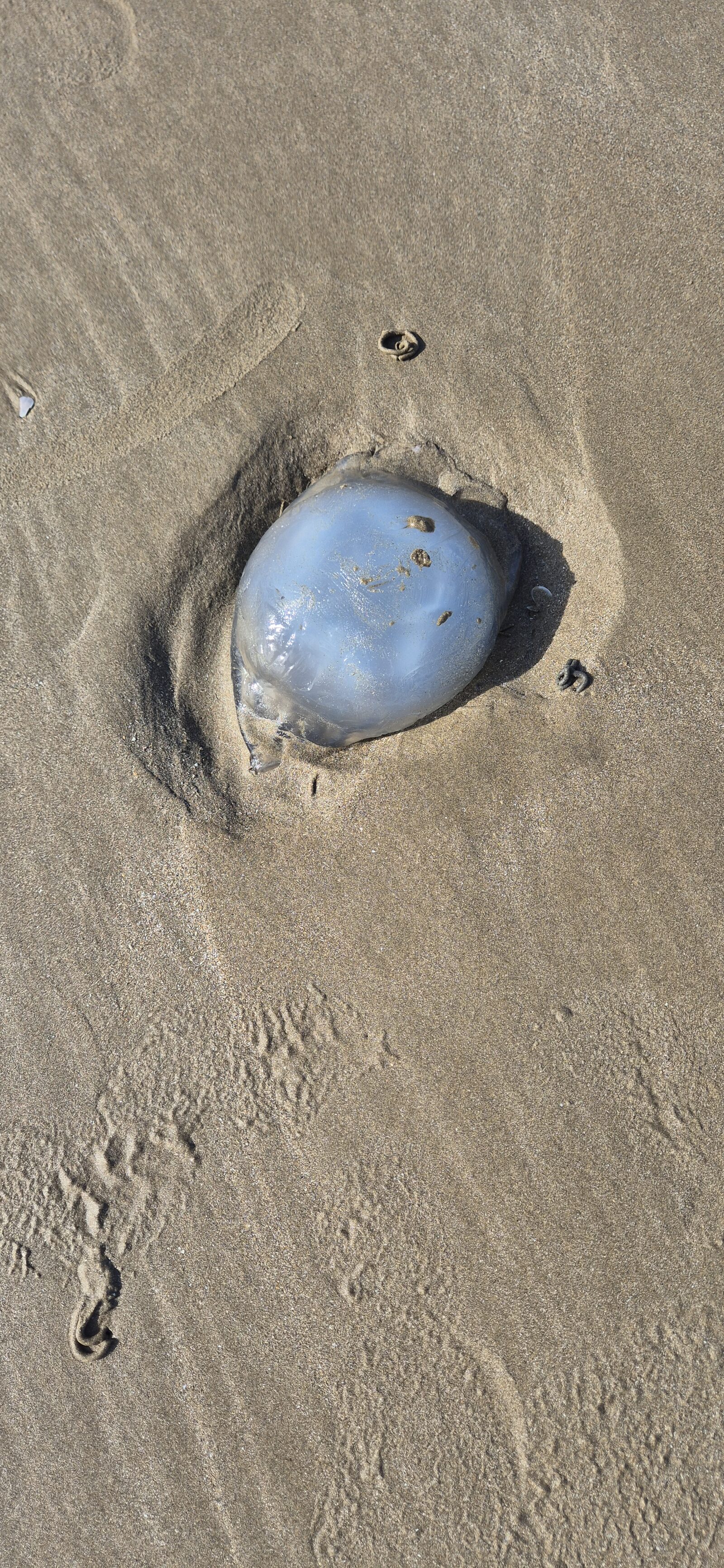 Rhizostoma octopus
