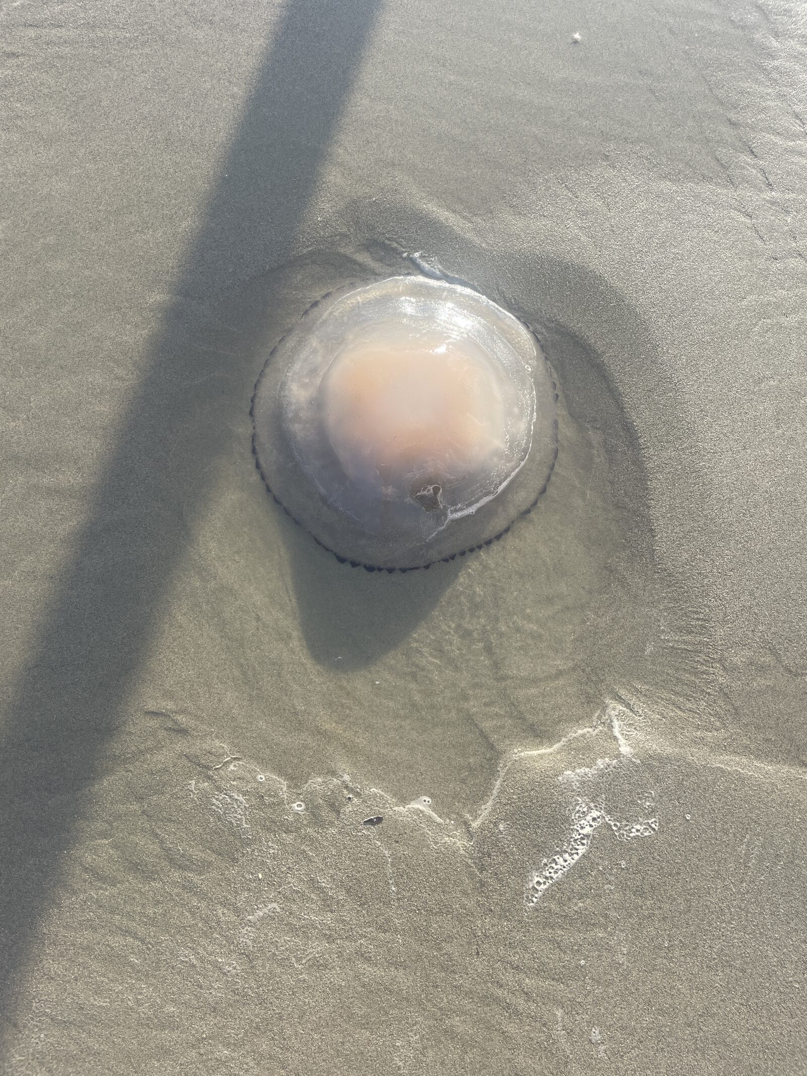 Rhizostoma octopus