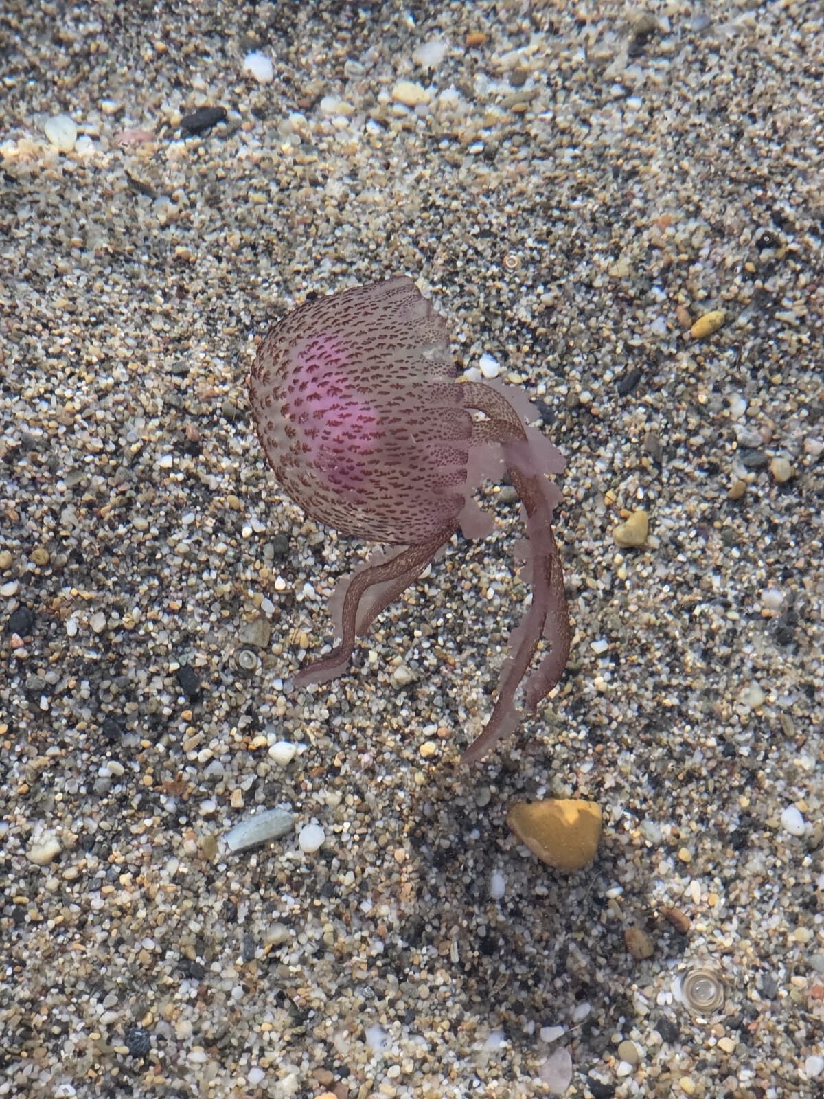 Pelagia Noctiluca