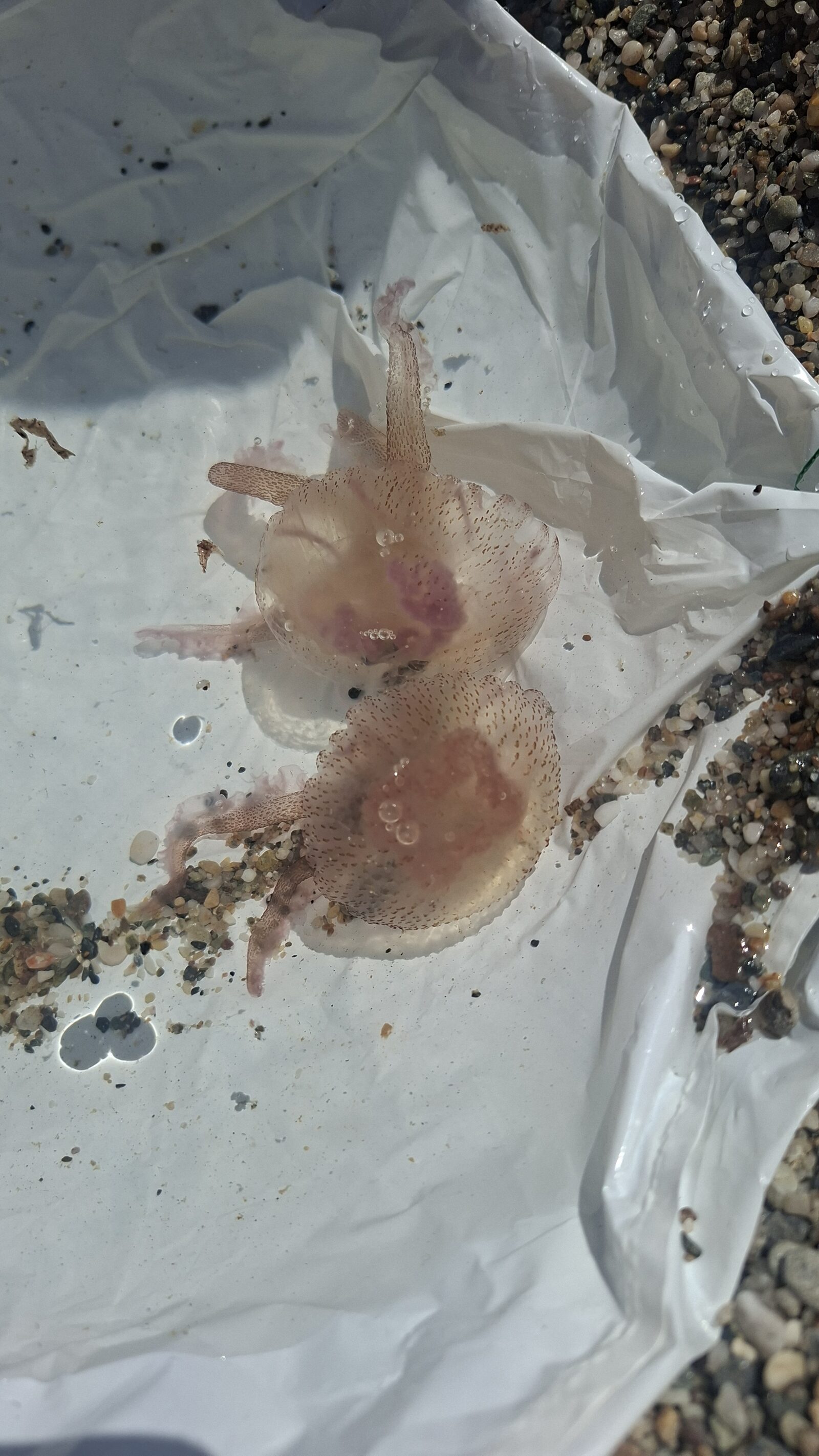 Pelagia Noctiluca