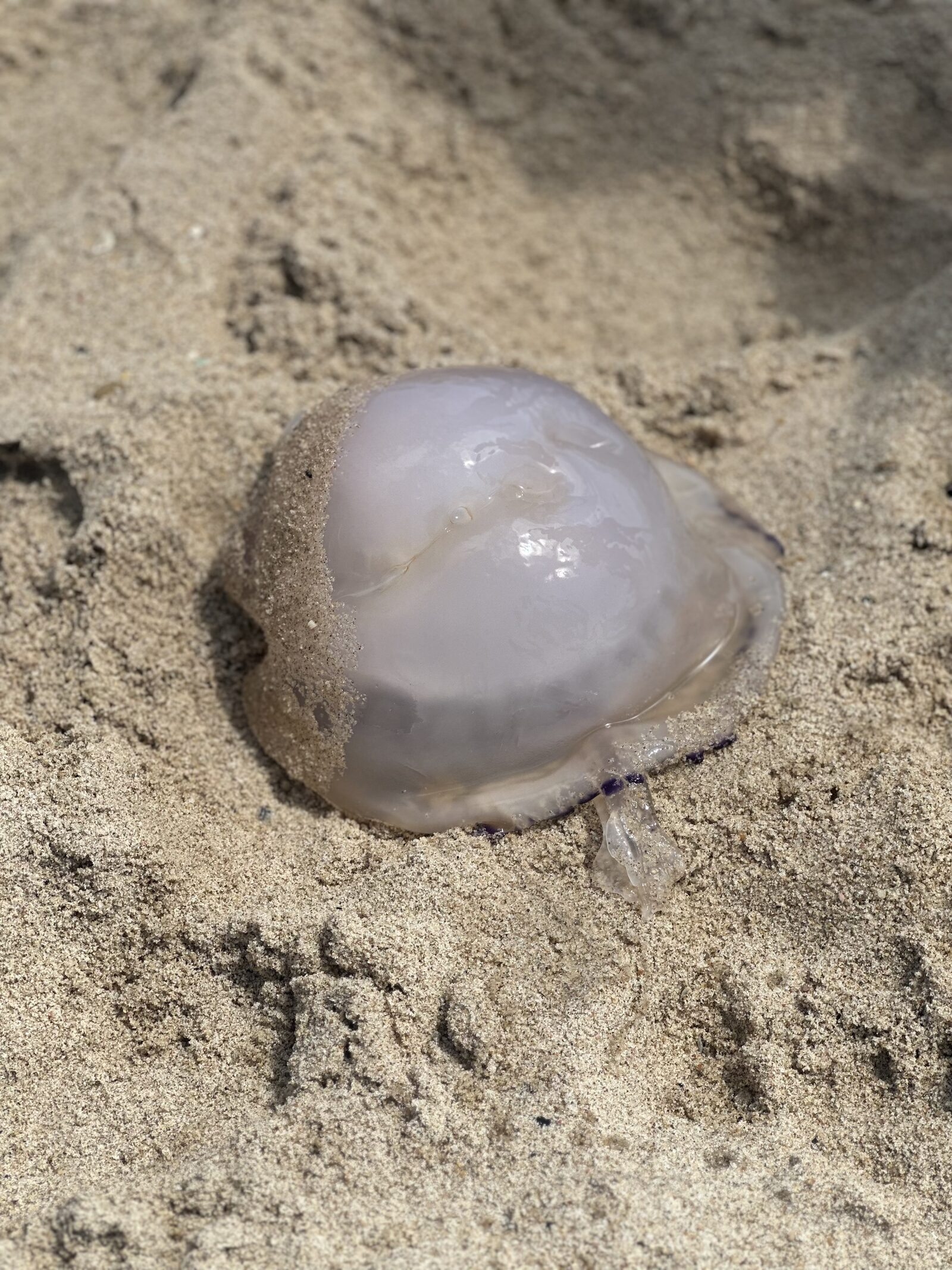 Rhizostoma octopus