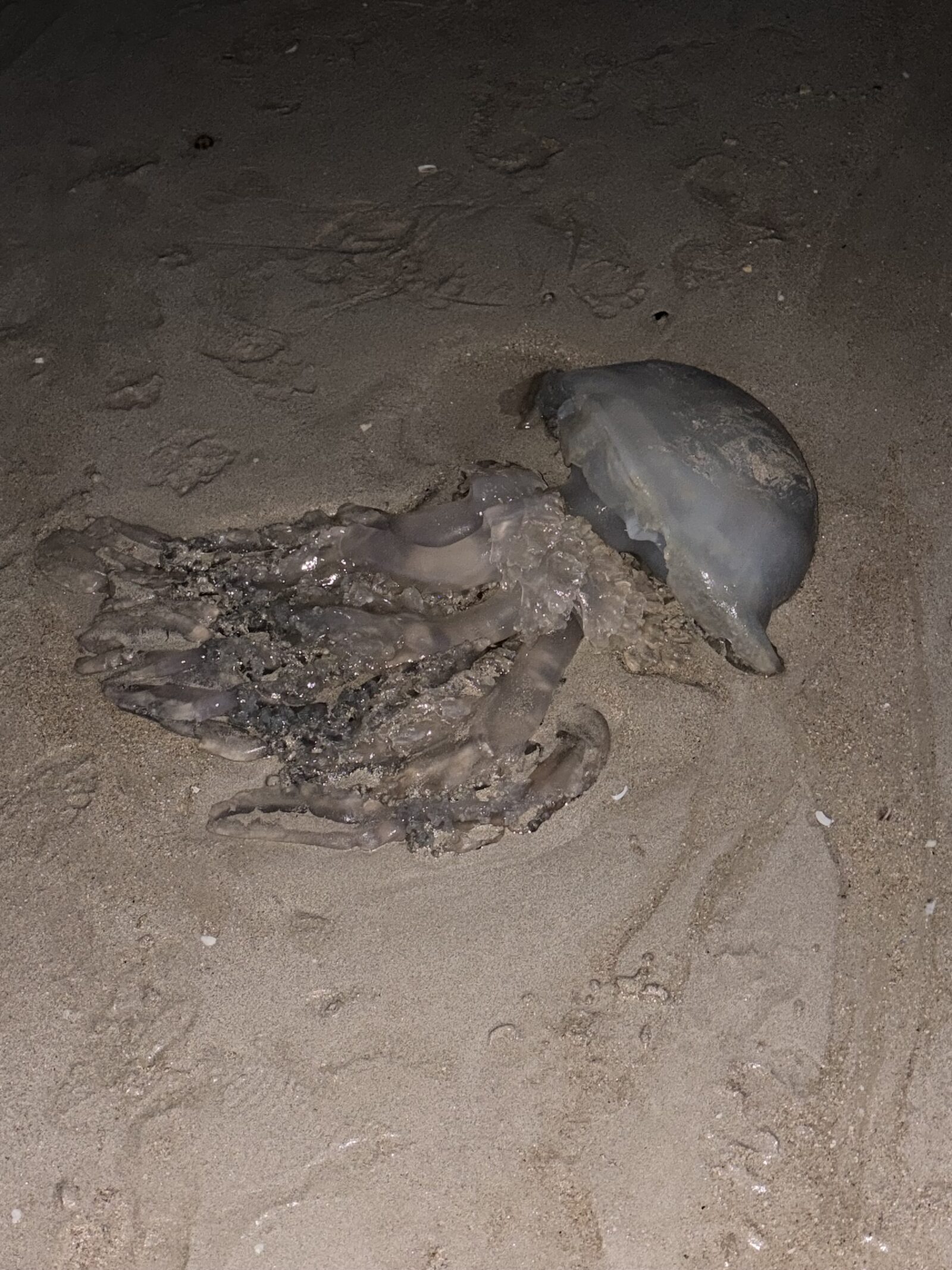 Rhizostoma octopus