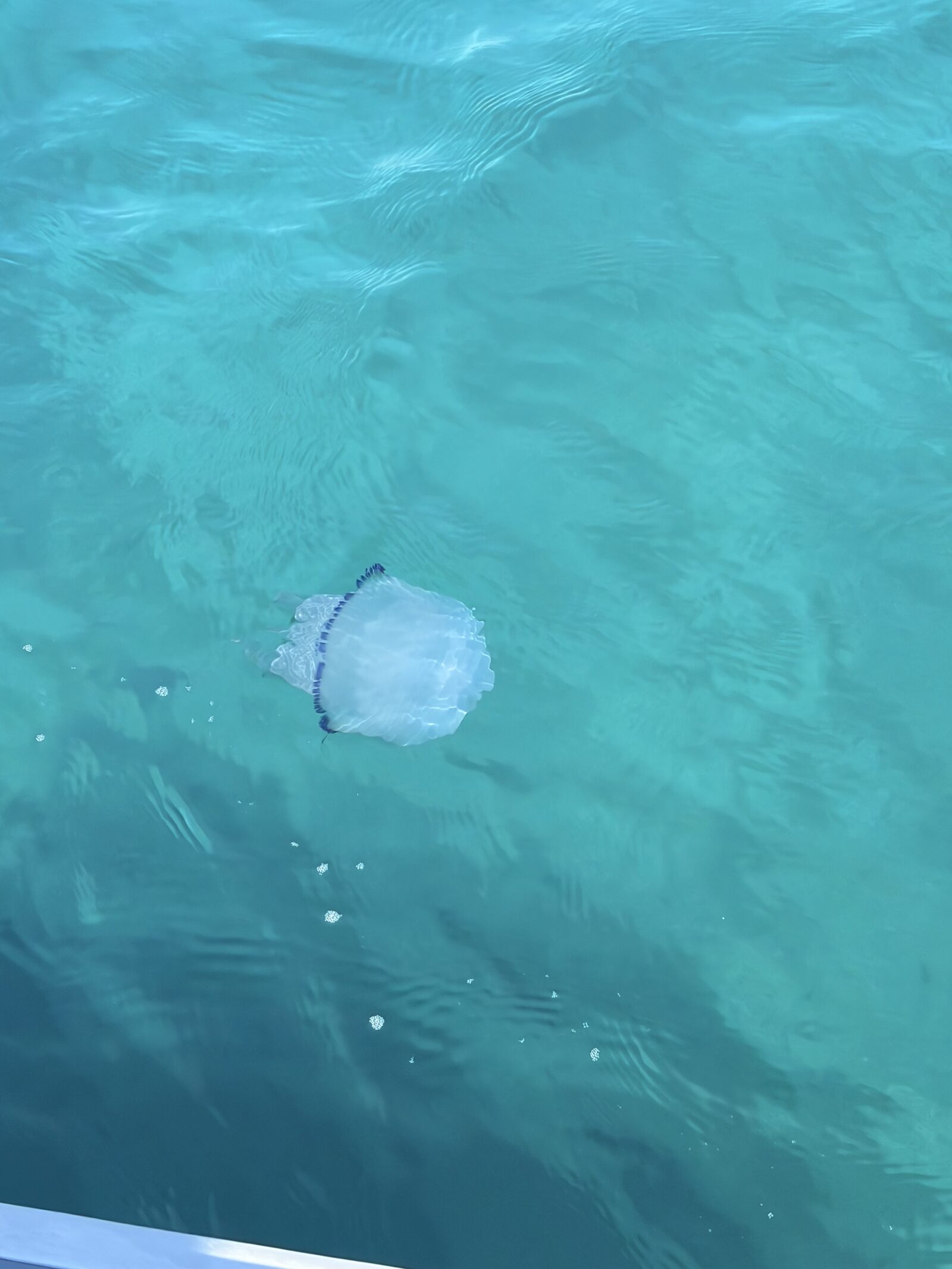 Rhizostoma octopus