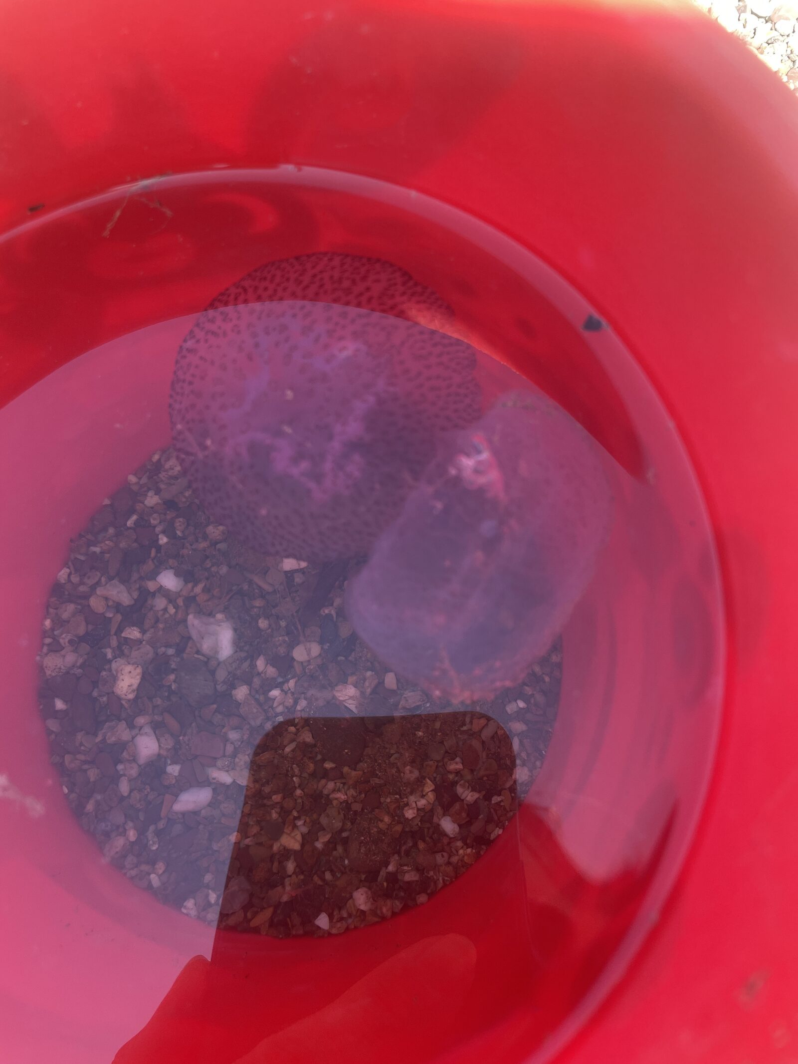 Pelagia Noctiluca