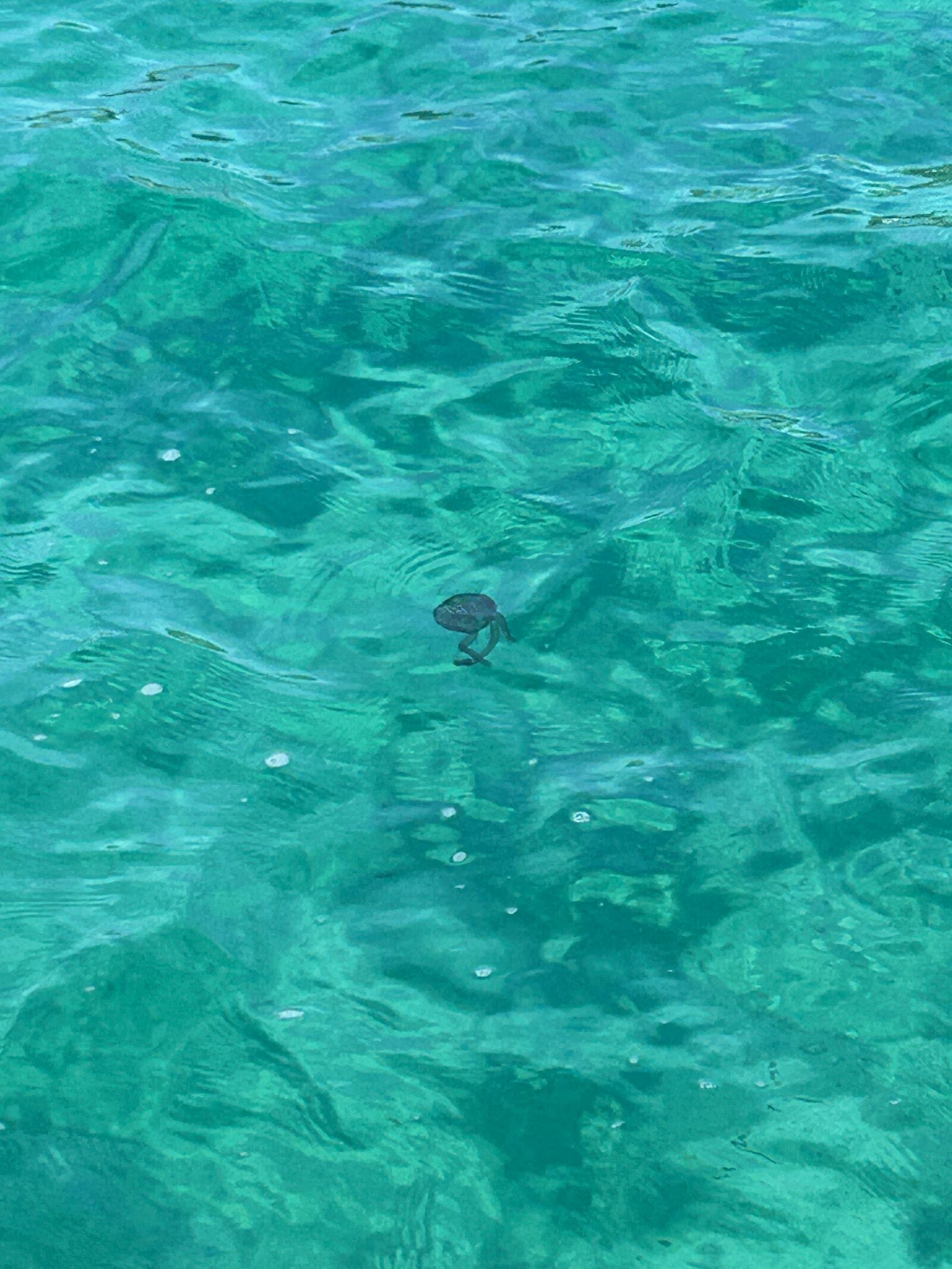 Pelagia Noctiluca