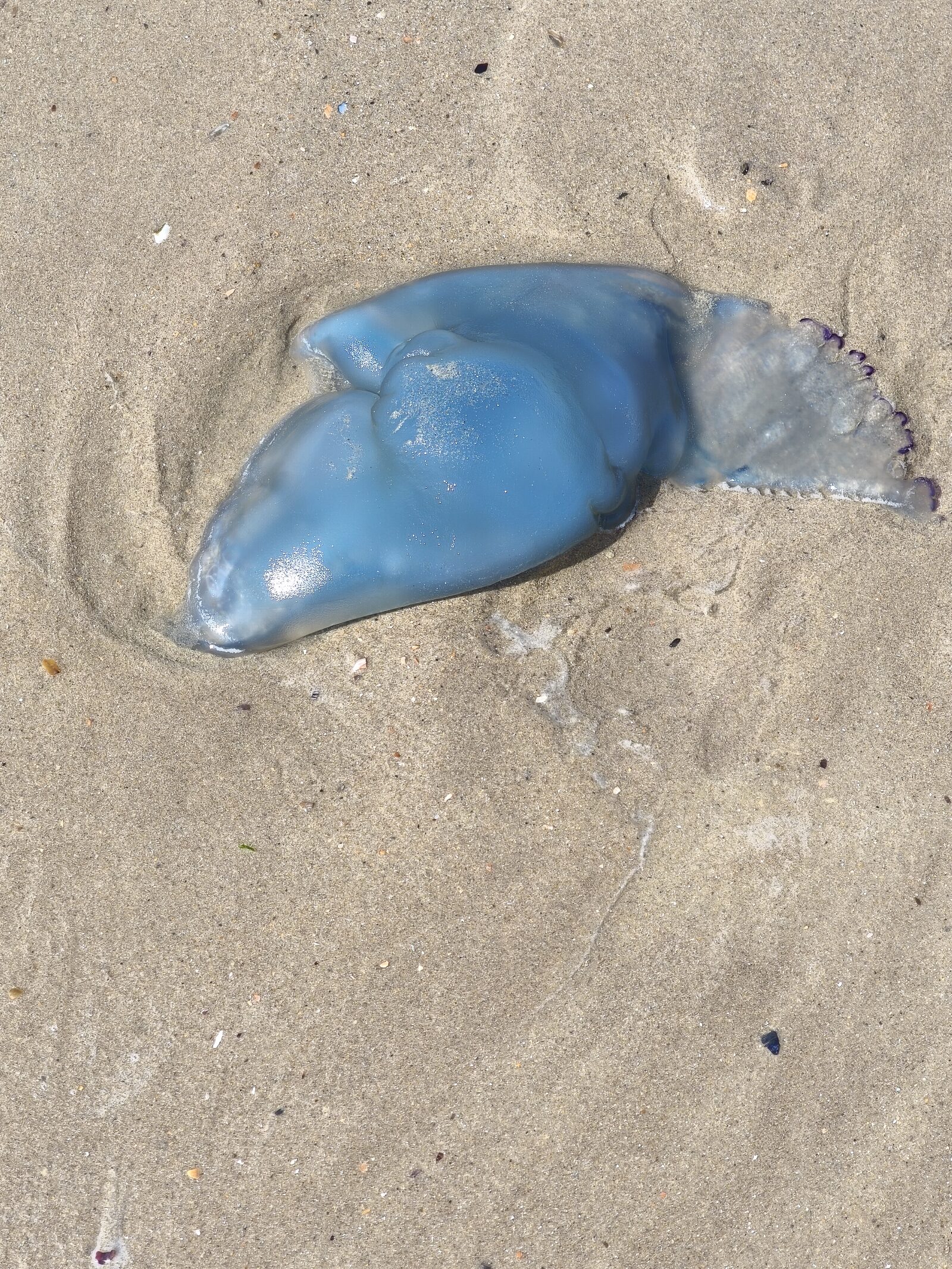 Rhizostoma octopus