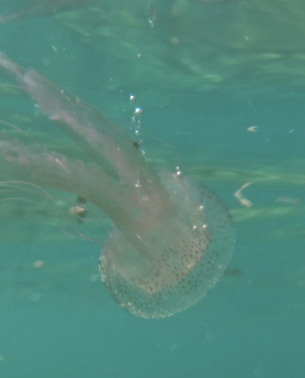 Pelagia Noctiluca