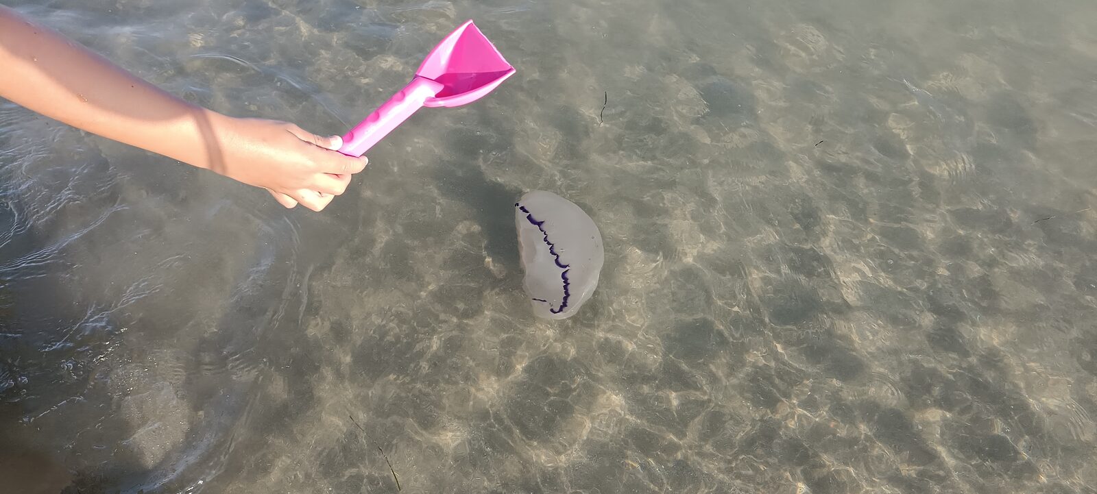 Rhizostoma octopus