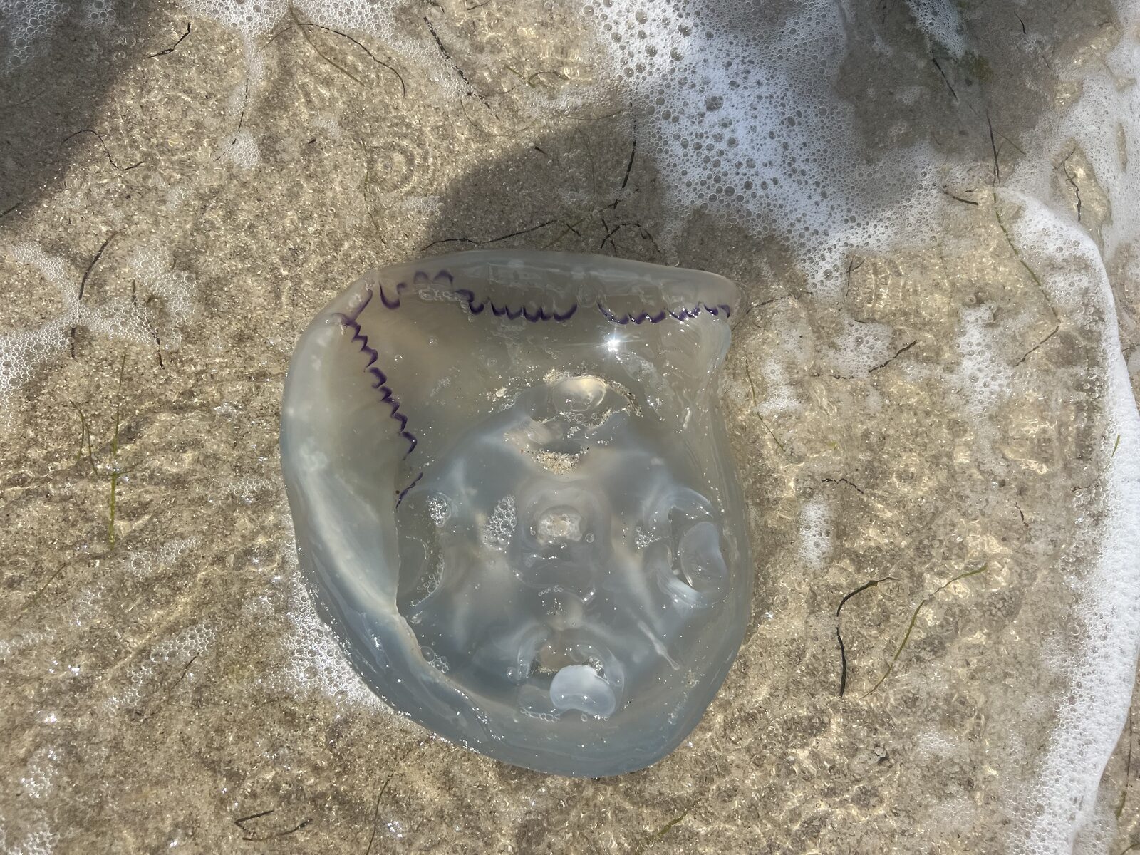 Rhizostoma octopus