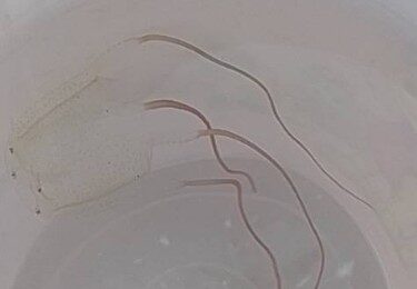 Carybdea marsupialis