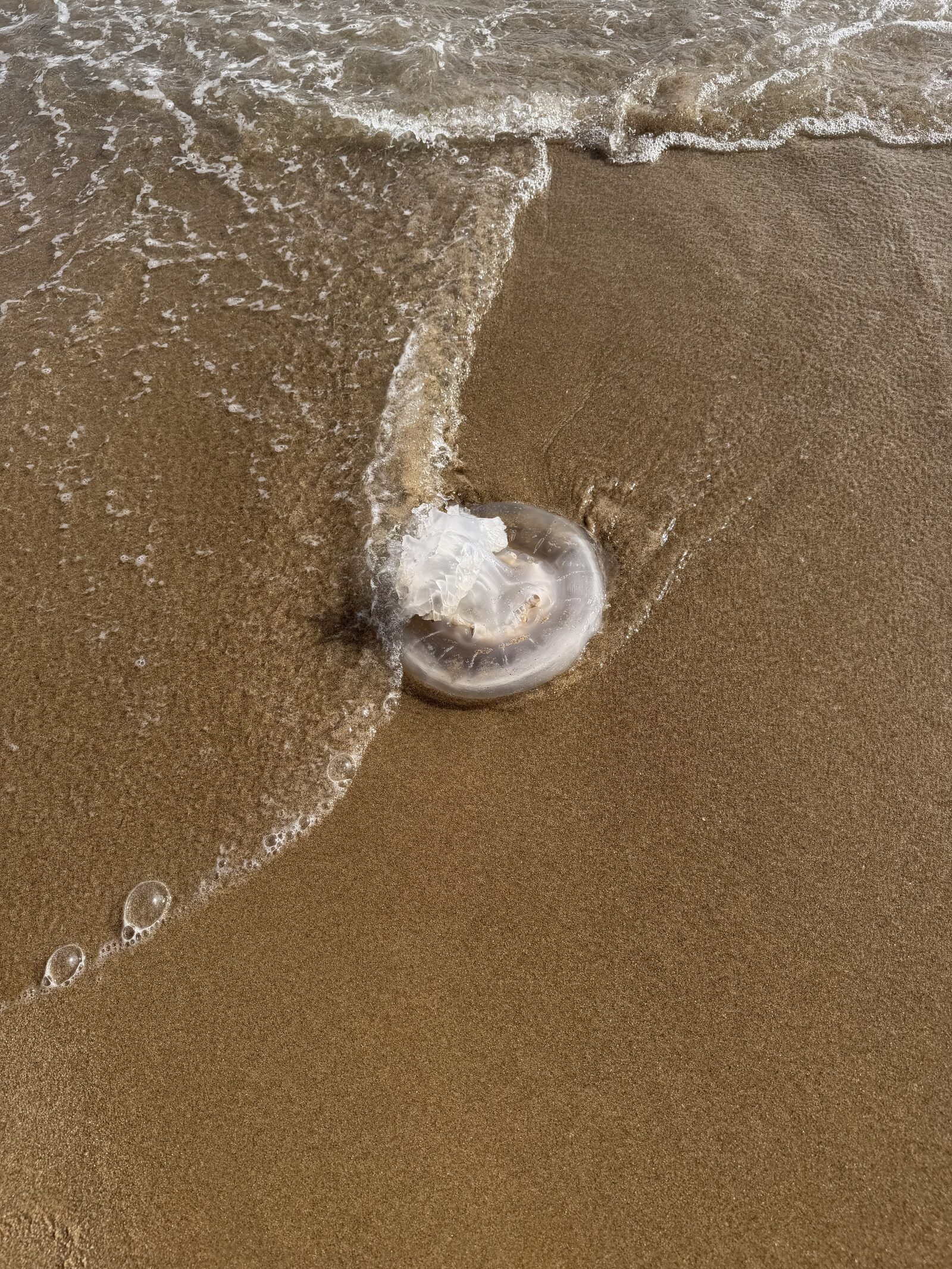 Rhizostoma octopus