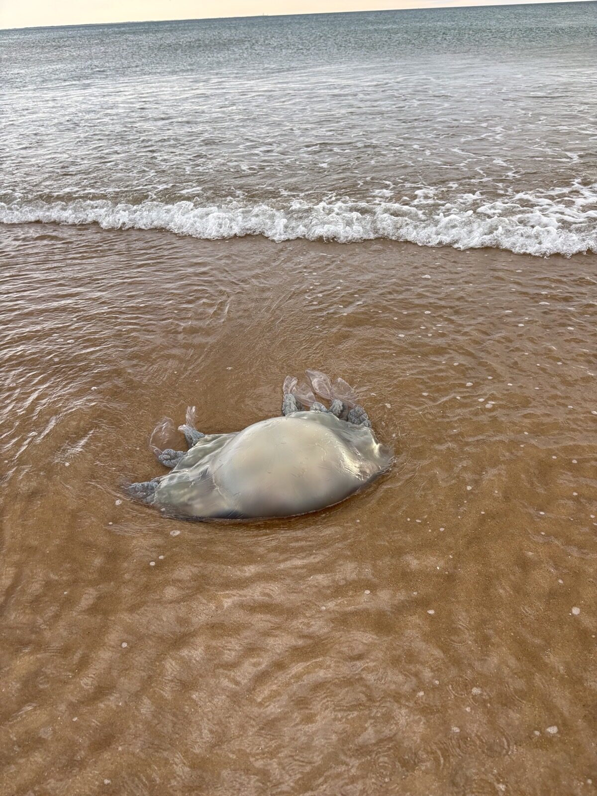 Rhizostoma octopus