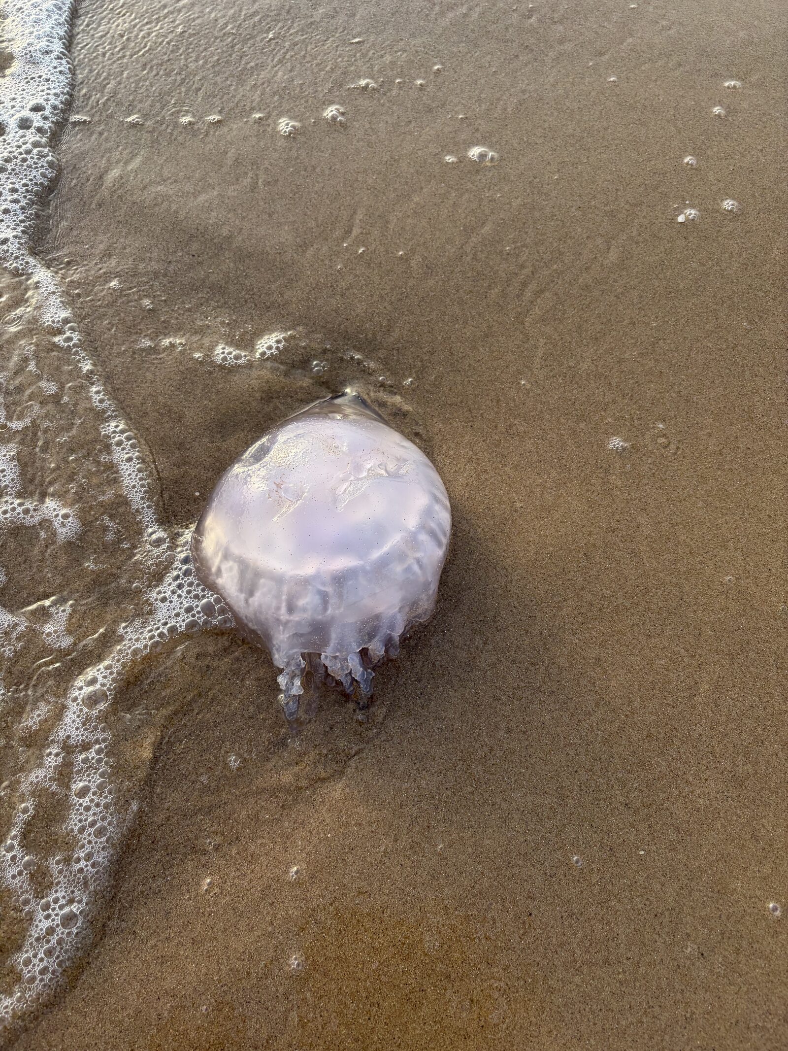 Rhizostoma octopus