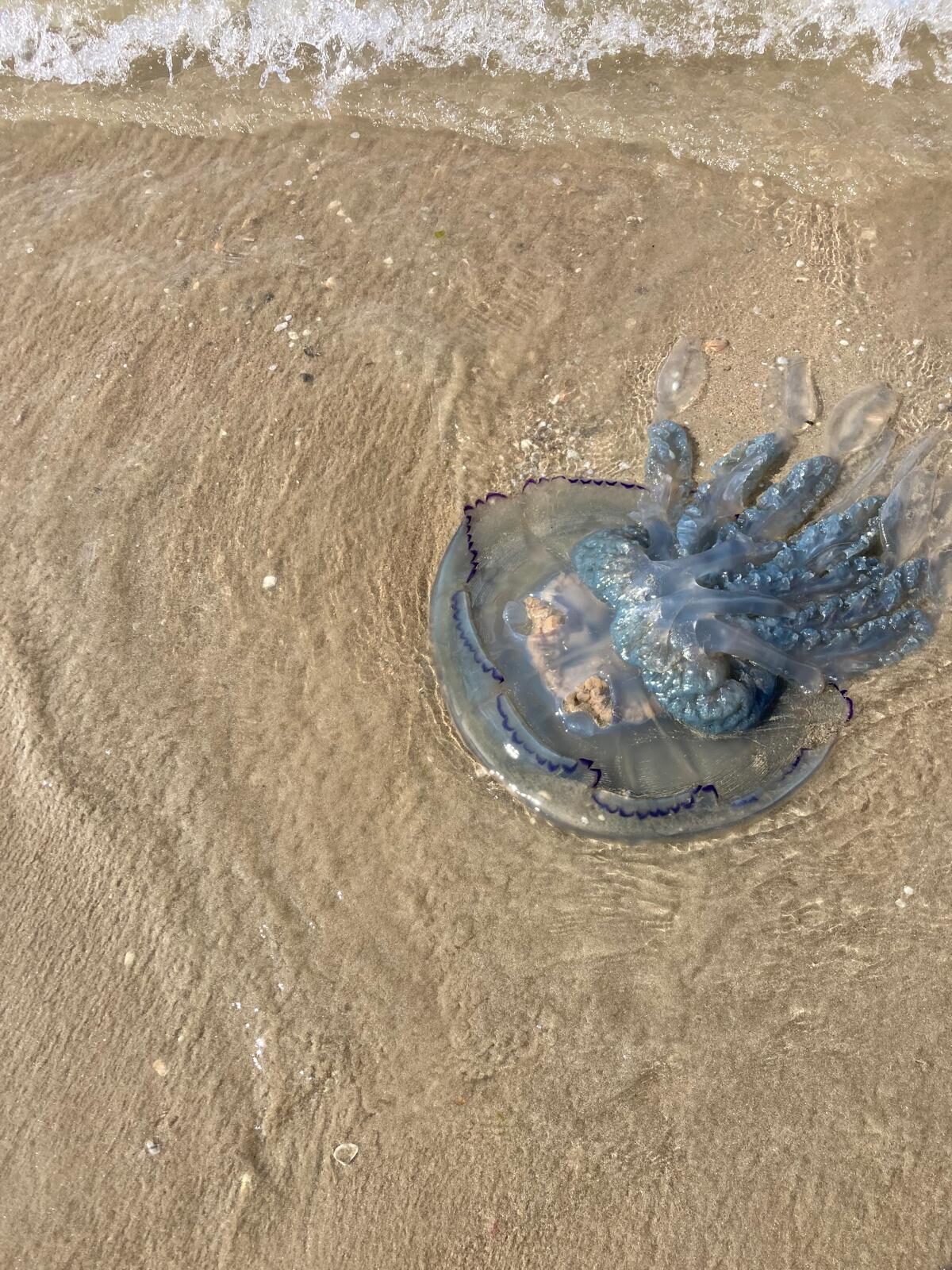 Rhizostoma octopus