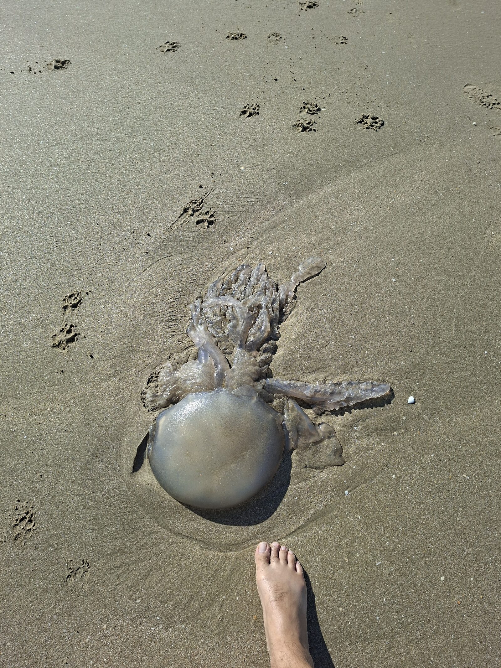 Rhizostoma octopus